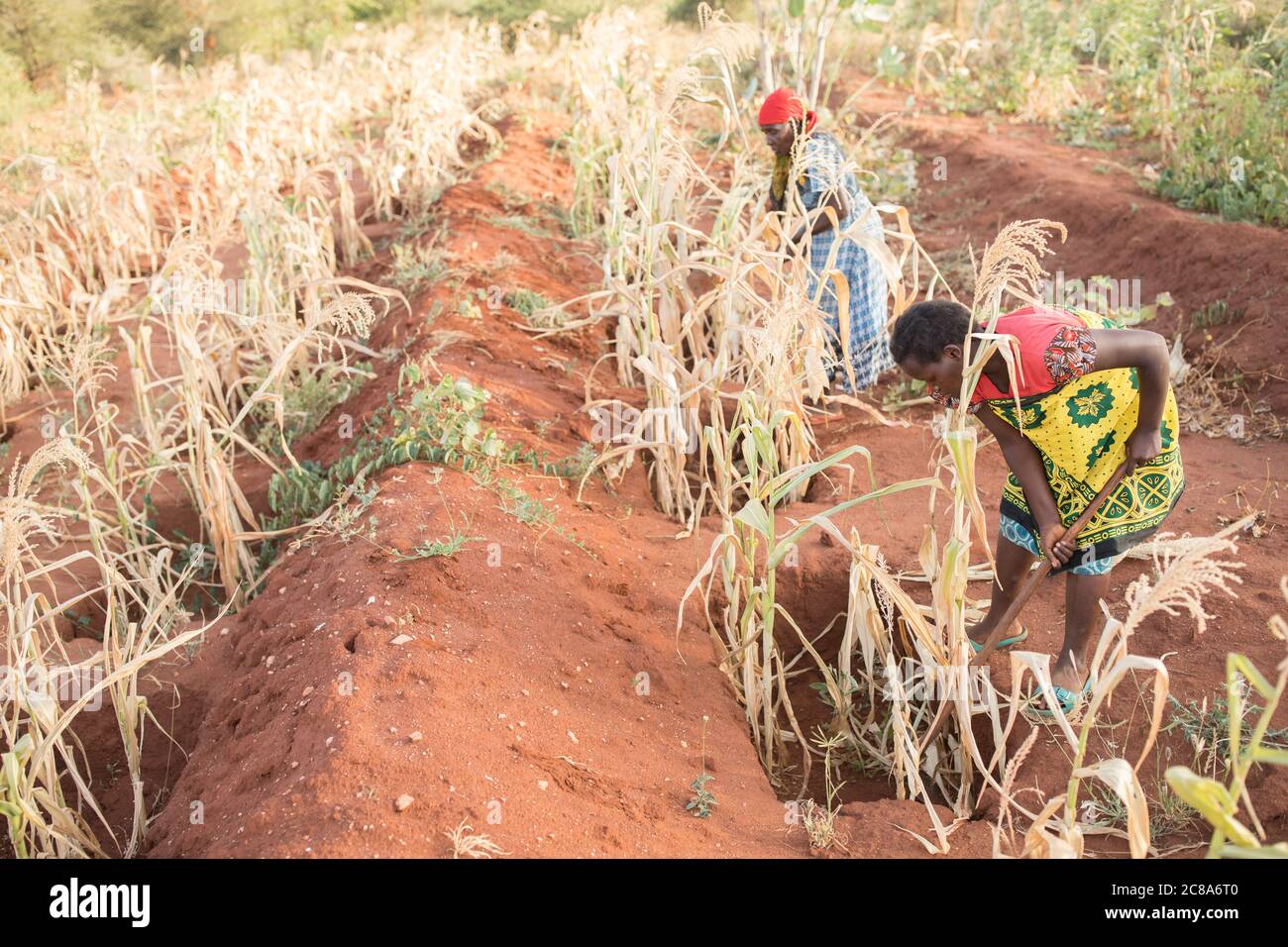 Les agriculteurs touchés par le changement climatique utilisent les techniques de puits de monticule et de zai pour canaliser l'eau dans des fosses riches en compost et en nutriments où les cultures sont plus productives. Banque D'Images