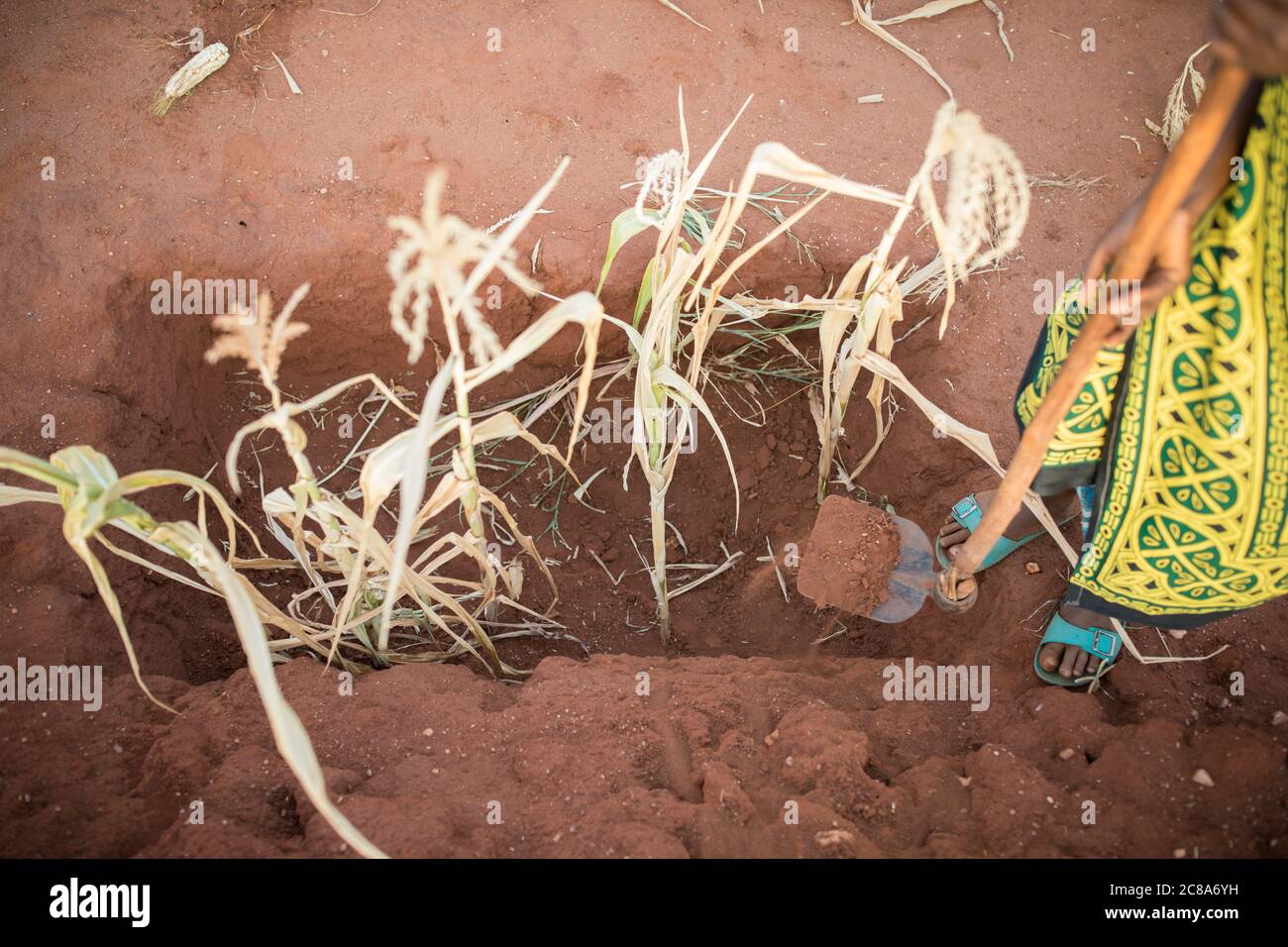 Les agriculteurs africains utilisent des fosses et des monticules de Zaï comme ceux que l'on voit ici pour diriger et canaliser l'eau dans les fosses de zai riches en compost et en nutriments. Banque D'Images