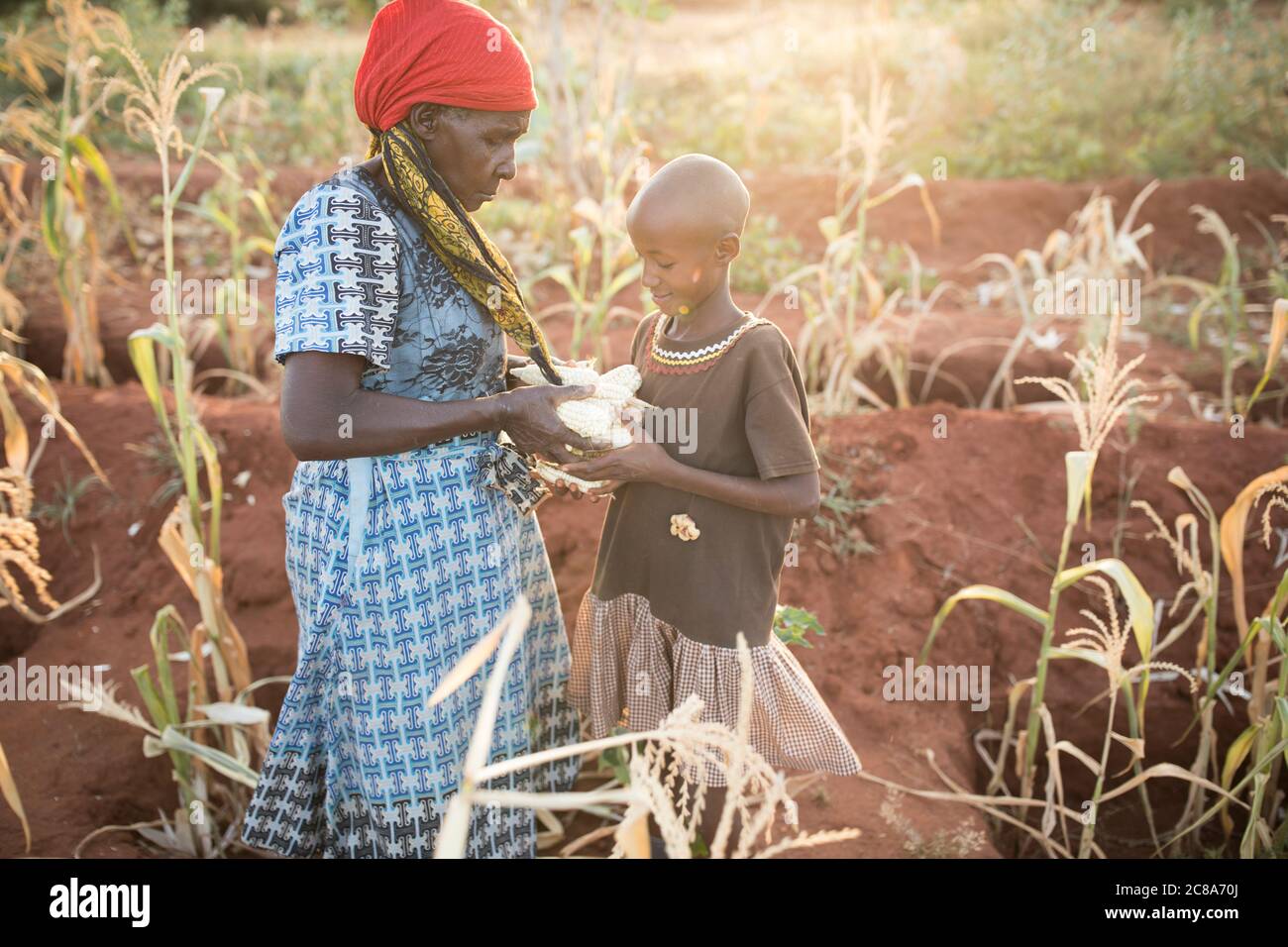 Une jeune fille et sa grand-mère récoltent des épis de maïs dans la ferme familiale du comté de Makueni, au Kenya, en Afrique de l'est. Banque D'Images