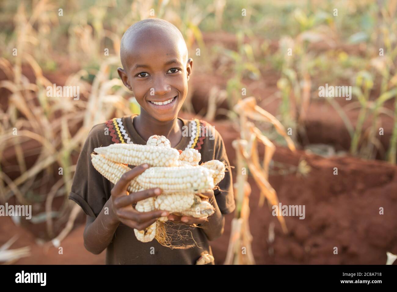 Une jeune fille souriante de onze ans tient un tas d'épis de maïs fraîchement récoltés dans la ferme de sa famille dans le comté de Makueni, au Kenya, en Afrique de l'est. Banque D'Images