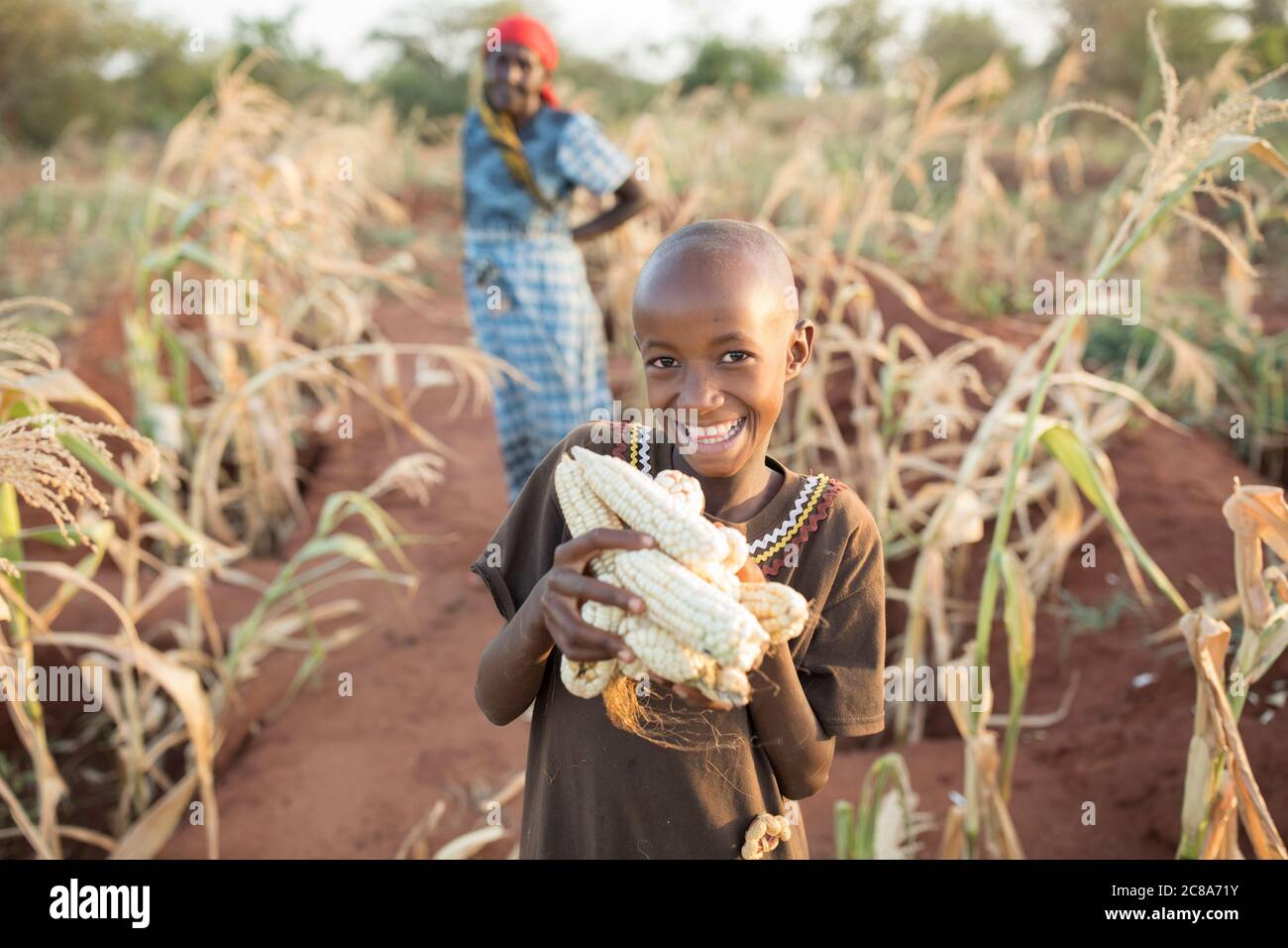 Une jeune fille souriante de onze ans tient un tas d'épis de maïs fraîchement récoltés dans la ferme de sa famille dans le comté de Makueni, au Kenya, en Afrique de l'est. Banque D'Images