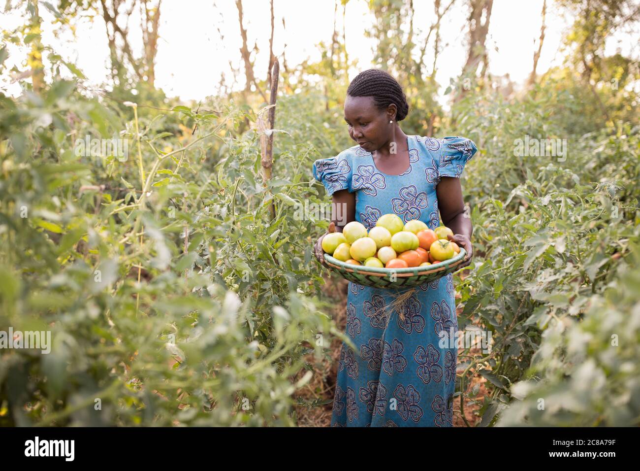 Une petite agricultrice récolte des tomates dans sa ferme végétale du comté de Makueni, au Kenya, en Afrique de l'est. Banque D'Images