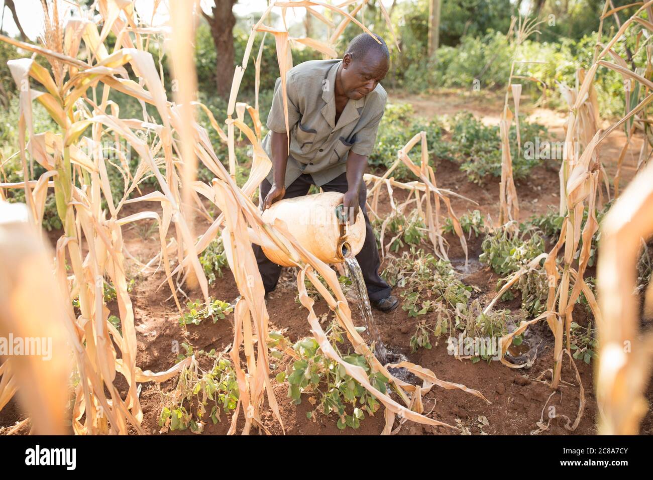 Un petit agriculteur transporte de l'eau jusqu'à ses cultures dans sa ferme du comté de Makueni, au Kenya, en Afrique de l'est. Banque D'Images
