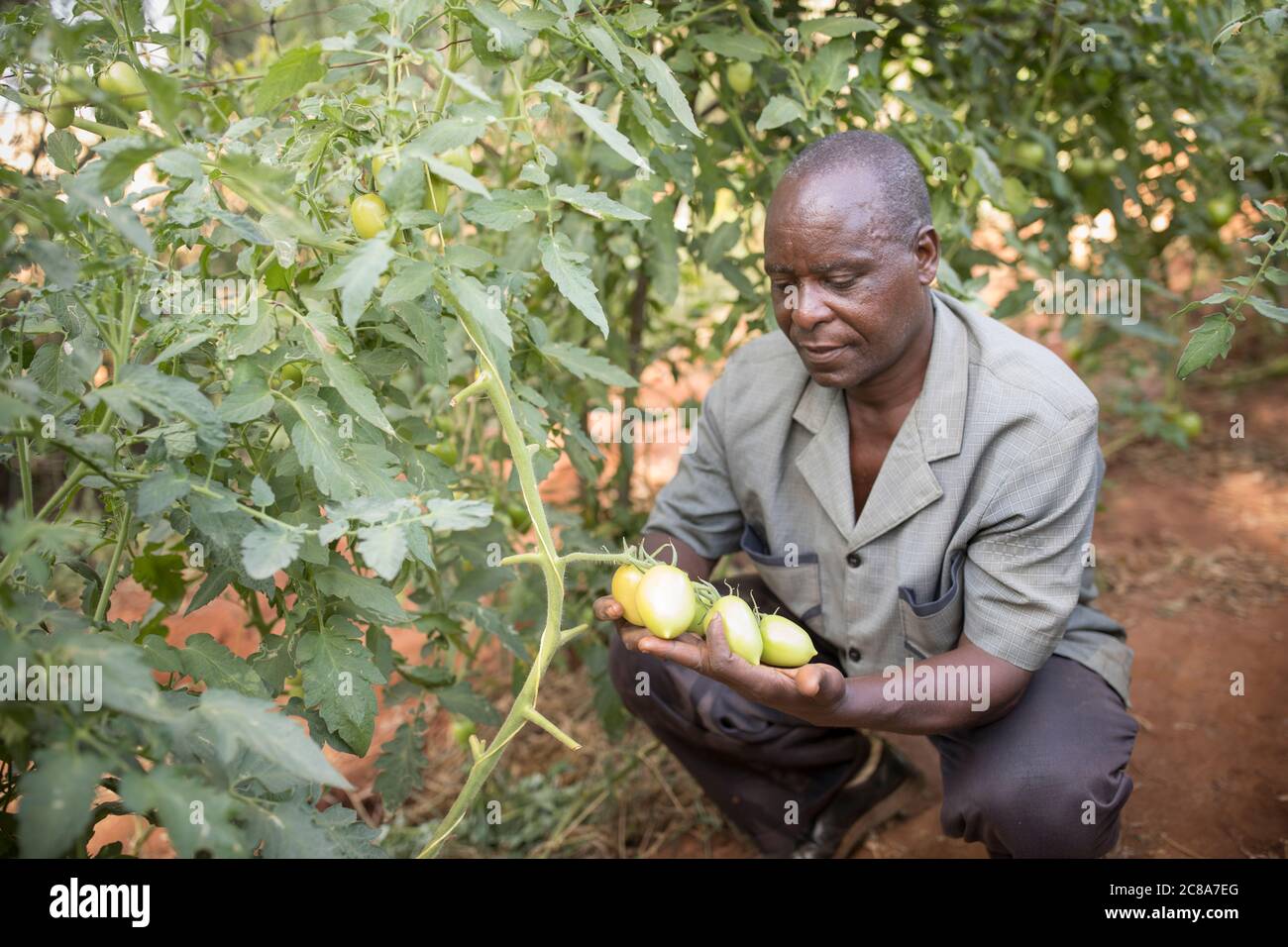 Un petit agriculteur mâle examine sa culture de tomate sur la vigne de sa ferme dans le comté de Makueni, Kenya, Afrique de l'est. Banque D'Images