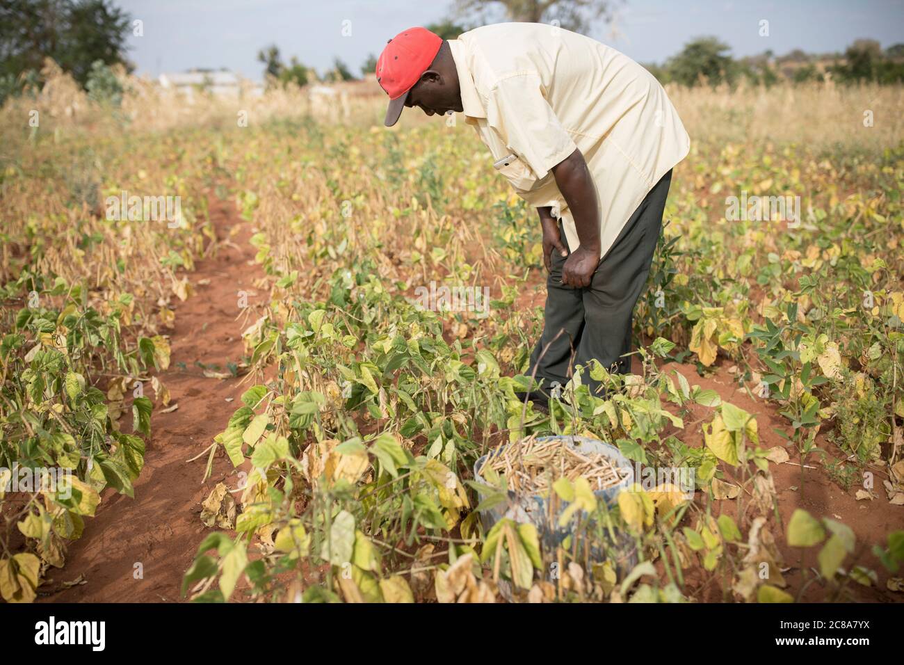 Dans le comté de Makueni, Kenya, Afrique de l'est. Banque D'Images