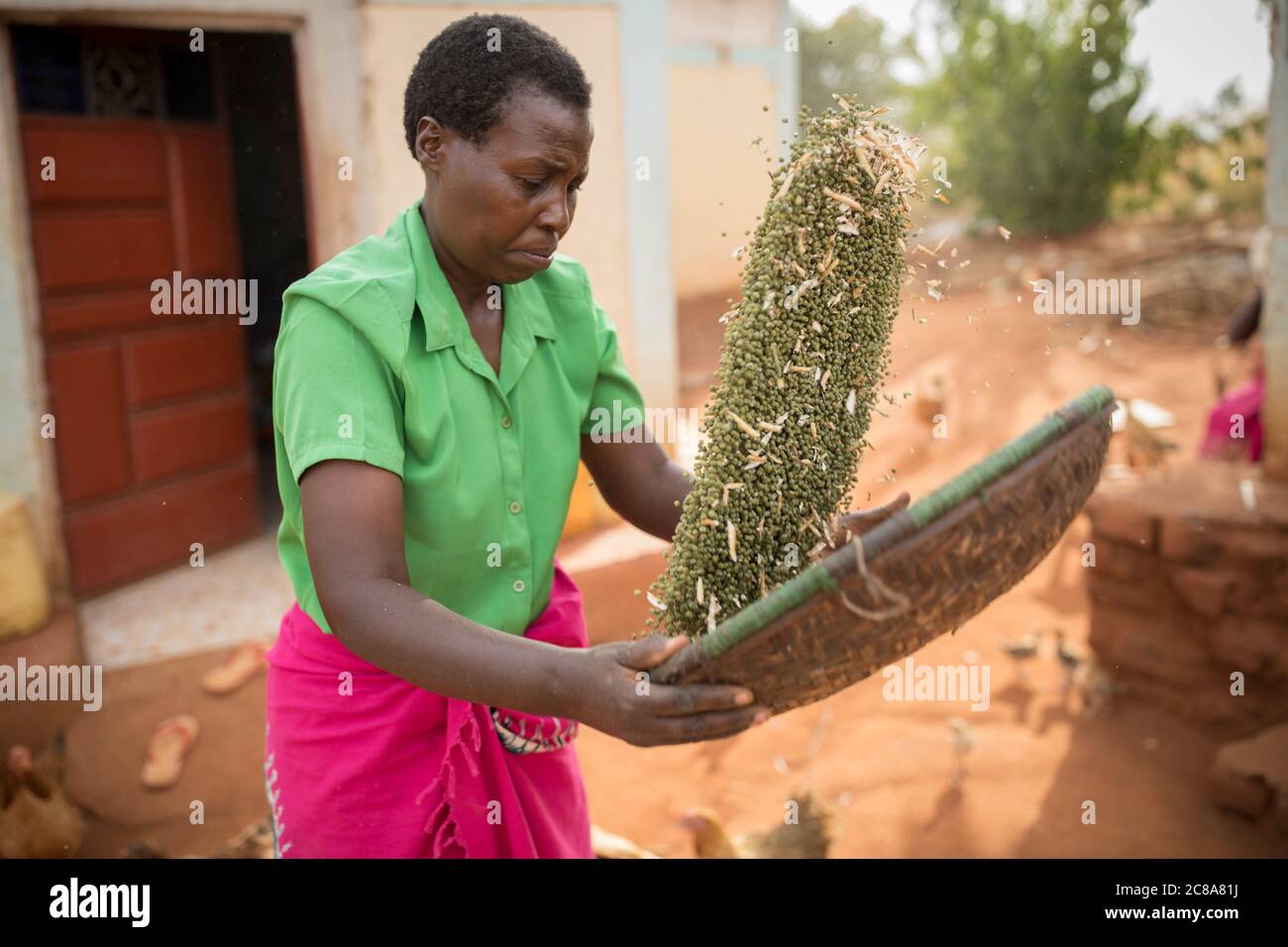 Une petite femme paysanne récolte son haricot mung (ou gramme vert) dans sa ferme du comté de Makueni, Kenya, Afrique de l'est. Banque D'Images