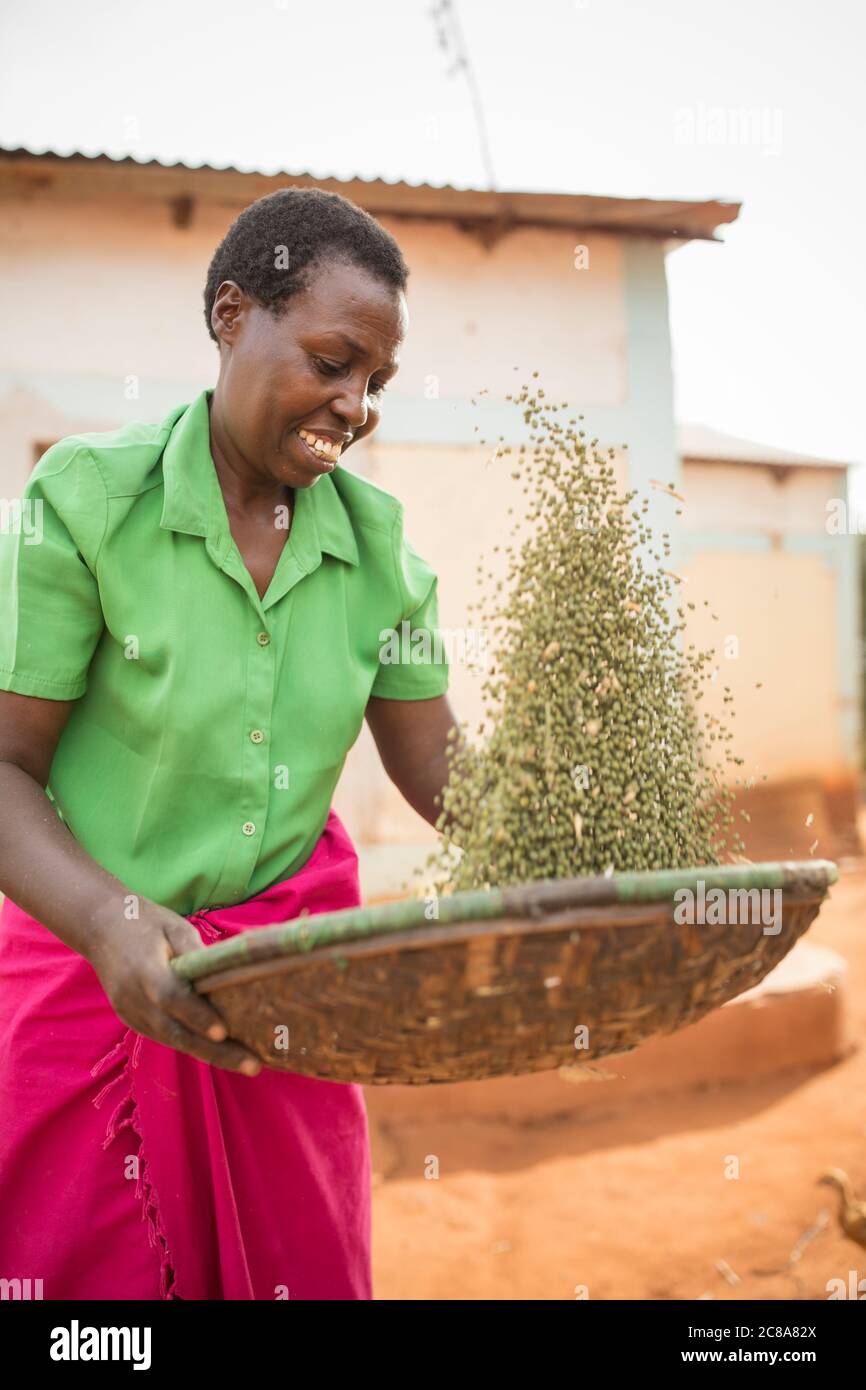 Une petite femme paysanne récolte son haricot mung (ou gramme vert) dans sa ferme du comté de Makueni, Kenya, Afrique de l'est. Banque D'Images