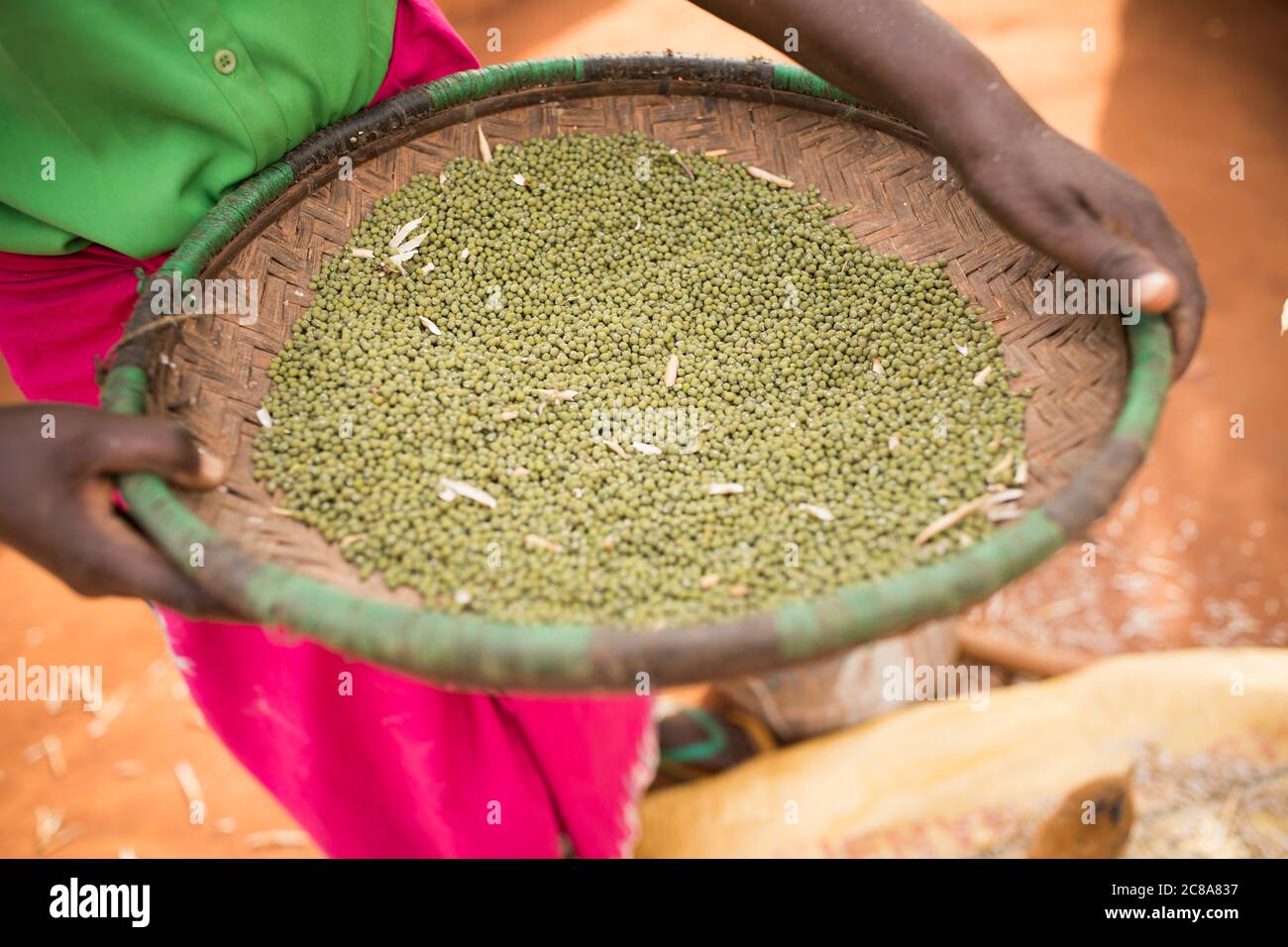 Une petite femme paysanne récolte son haricot mung (ou gramme vert) dans sa ferme du comté de Makueni, Kenya, Afrique de l'est. Banque D'Images