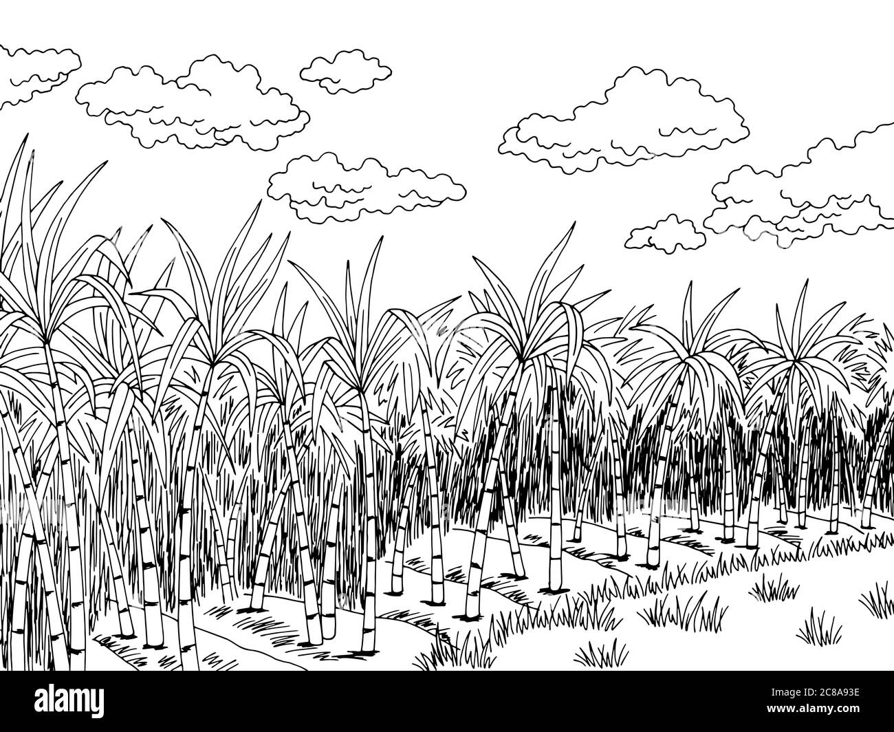 Plantation de canne à sucre graphique noir blanc paysage esquisse illustration vecteur Illustration de Vecteur