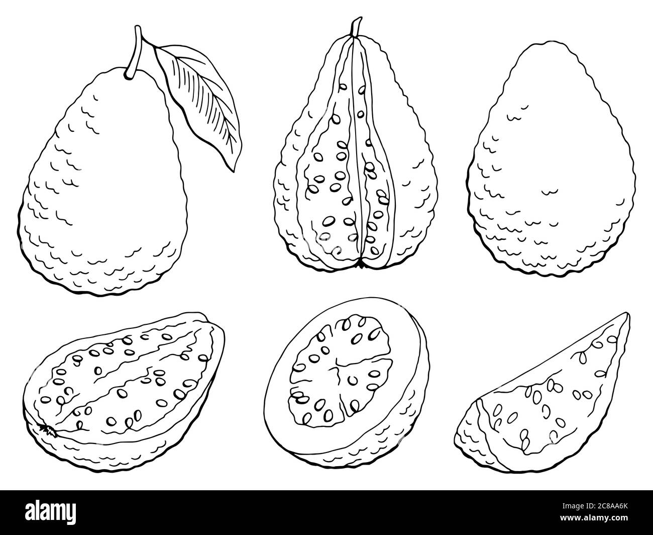 Jeu graphique de fruits de goyave noir blanc isolé esquisse illustration vecteur Illustration de Vecteur
