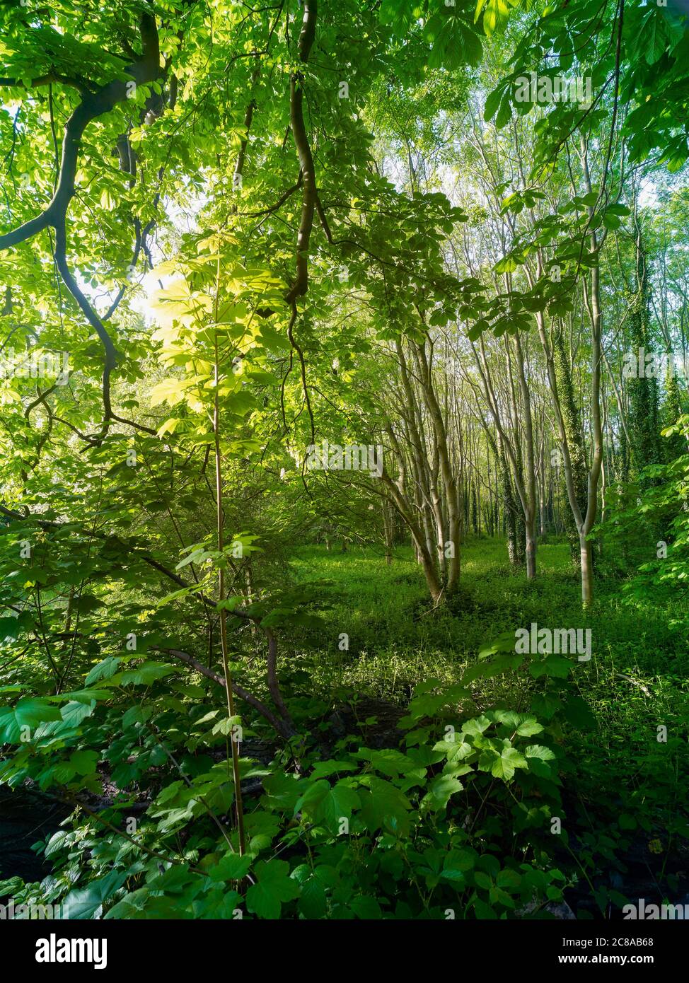 Paysage dans les bois de Surrey Banque D'Images