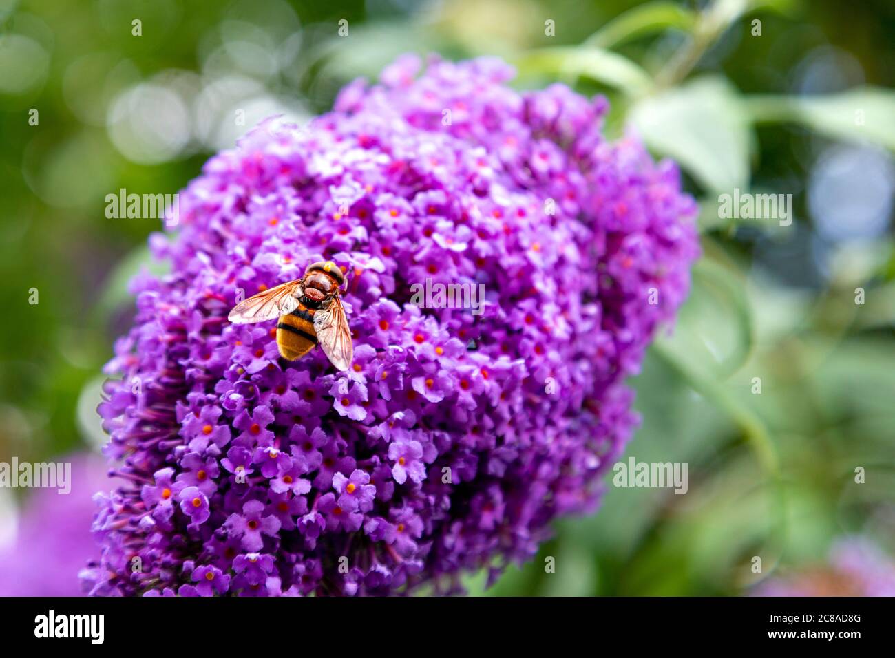 Abeille assise sur une fleur de lilas pourpre (Syringa) Banque D'Images