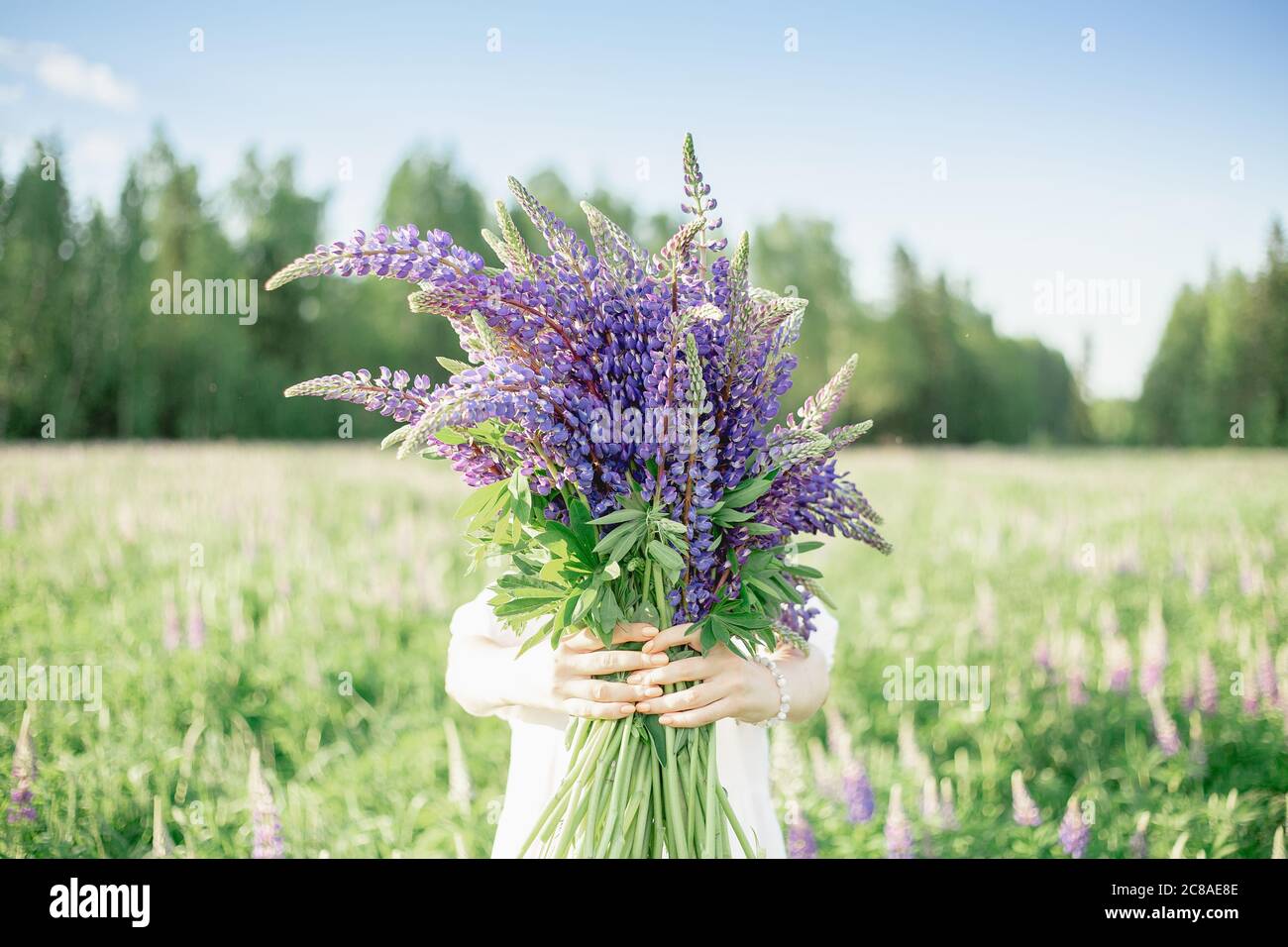 Fille sur un champ de fleurs sur un jour ensoleillé tient un bouquet devant elle et cache son visage, jour d'été et un bouquet de lupins. Anniversaire, Saint-Valentin Banque D'Images