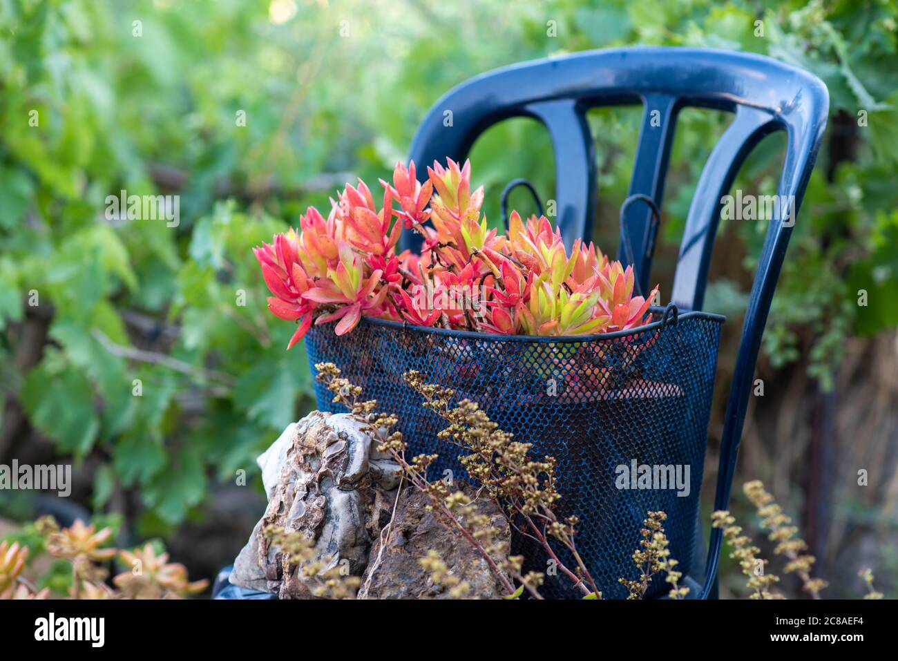 Idées de semoir réutilisées. Le panier métallique d'occasion se transforme en pot de fleurs de jardin. Jardin recyclé et style de vie peu gaspillez. Banque D'Images