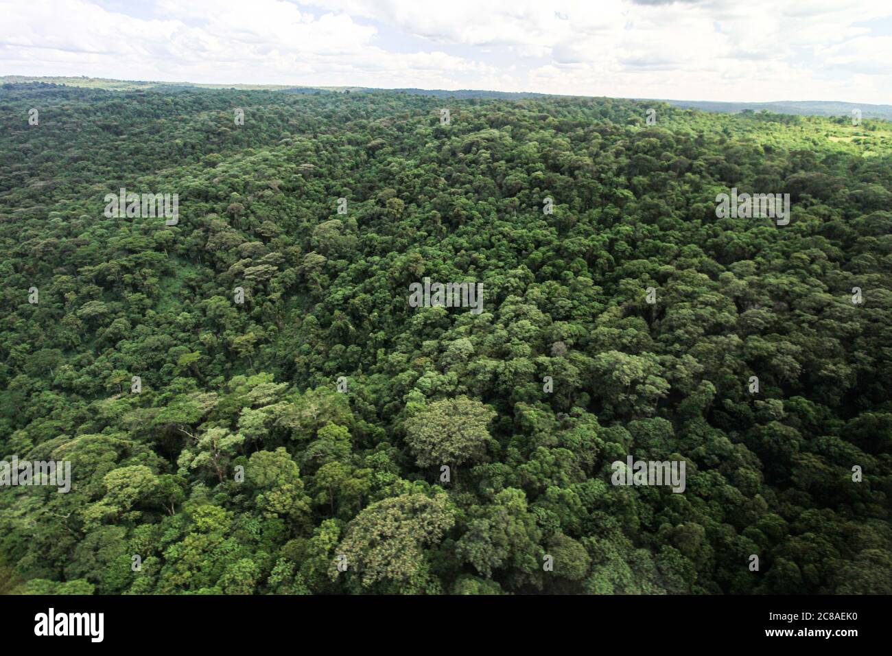 Nakuru, Kenya. 4 décembre 2016. Vue aérienne de la forêt de Mau. Le gouvernement du Kenya expulse avec force les personnes qui se seraient installées sur des terres forestières gazées pour ouvrir la voie au reboisement. Des plaintes généralisées ont été déposées sur la façon dont le gouvernement traite la question. Les organisations de droits de l'homme ont dénoncé la force brute exercée sur les personnes qui résidaient prétendument sur les terres forestières, essentiellement des pauvres, terrant l'exercice injuste et illégal. Crédit : James Wakibia/SOPA Images/ZUMA Wire/Alay Live News Banque D'Images