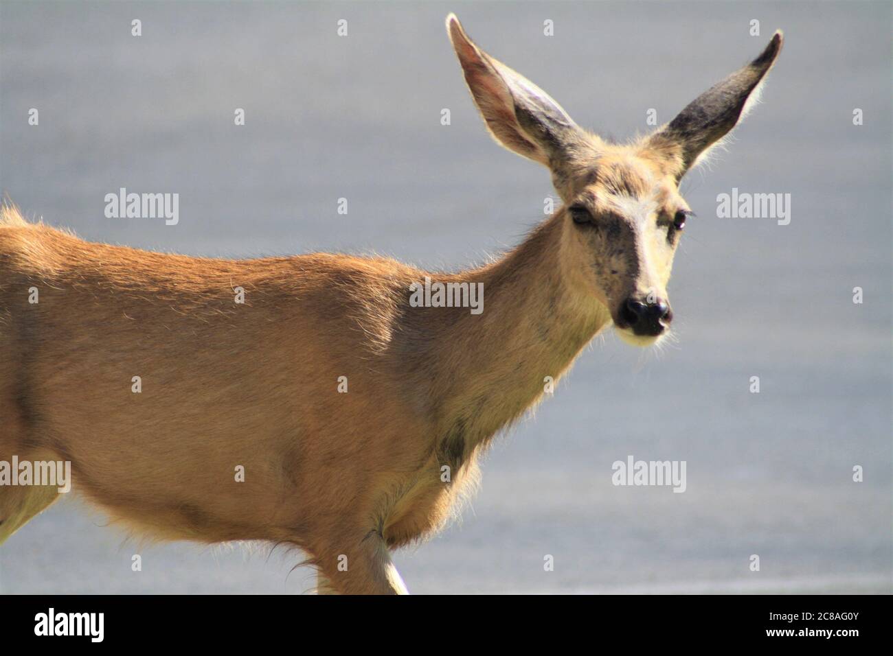 Gros plan sur Mule Deer Doe près de la chaussée à Springdale, parc national de Zion Banque D'Images