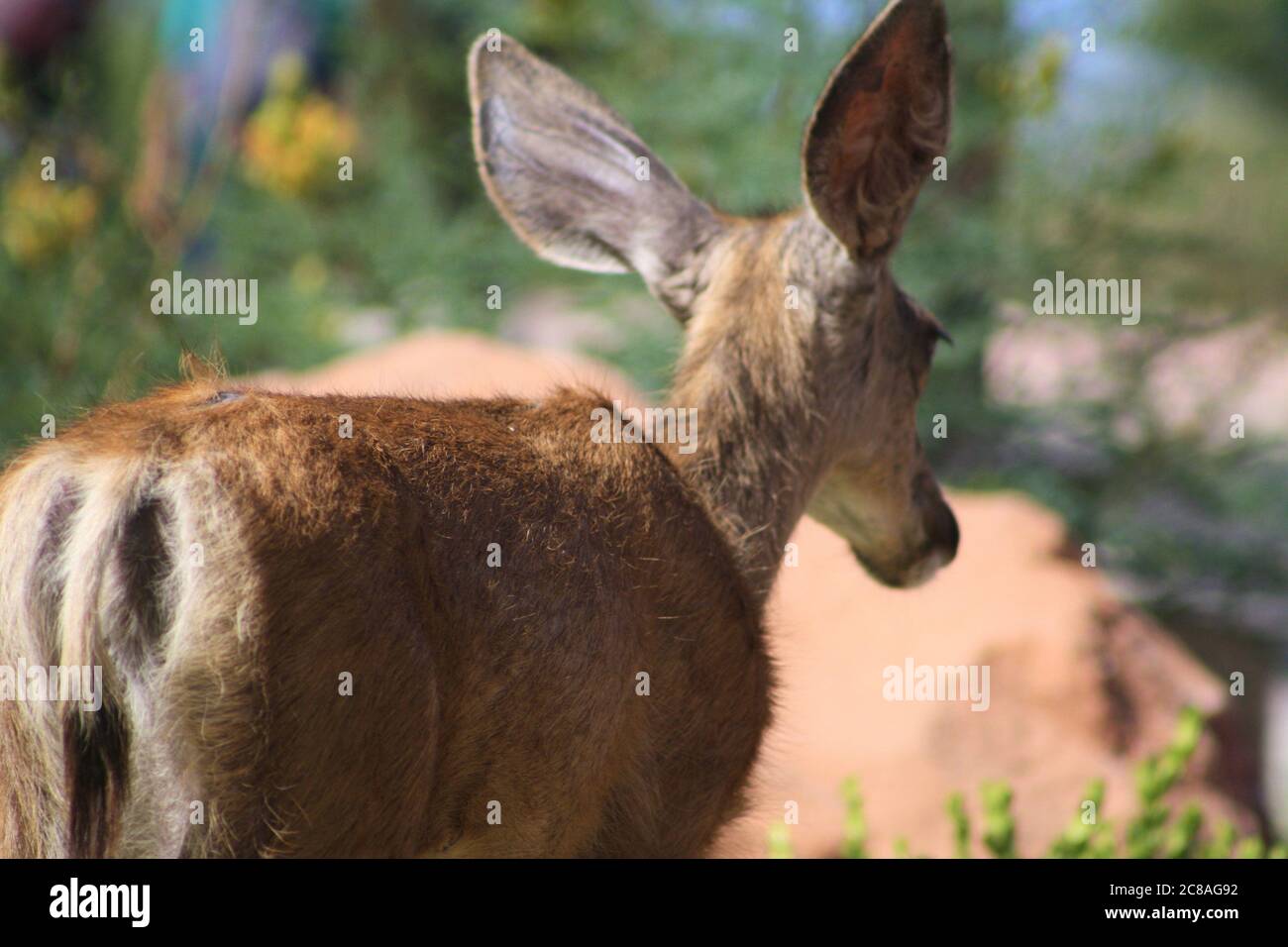 Gros plan arrière de Mule Deer Doe, dans le parc national de Zion, Utah Banque D'Images
