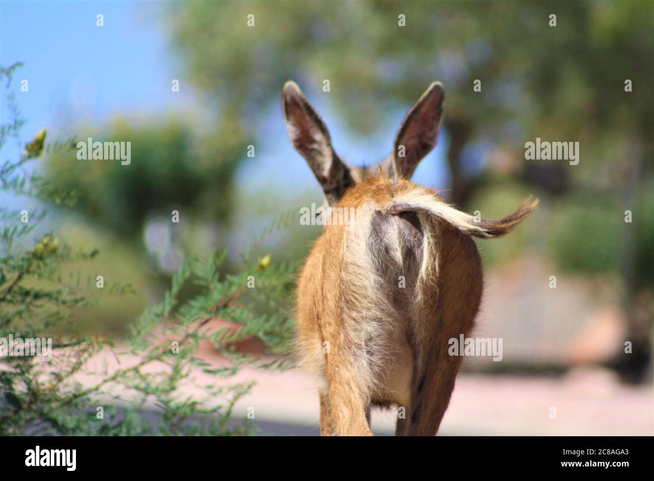 Gros plan arrière de Mule Deer Doe à pied avec Tail balançant dans le parc national de Zion, Utah Banque D'Images