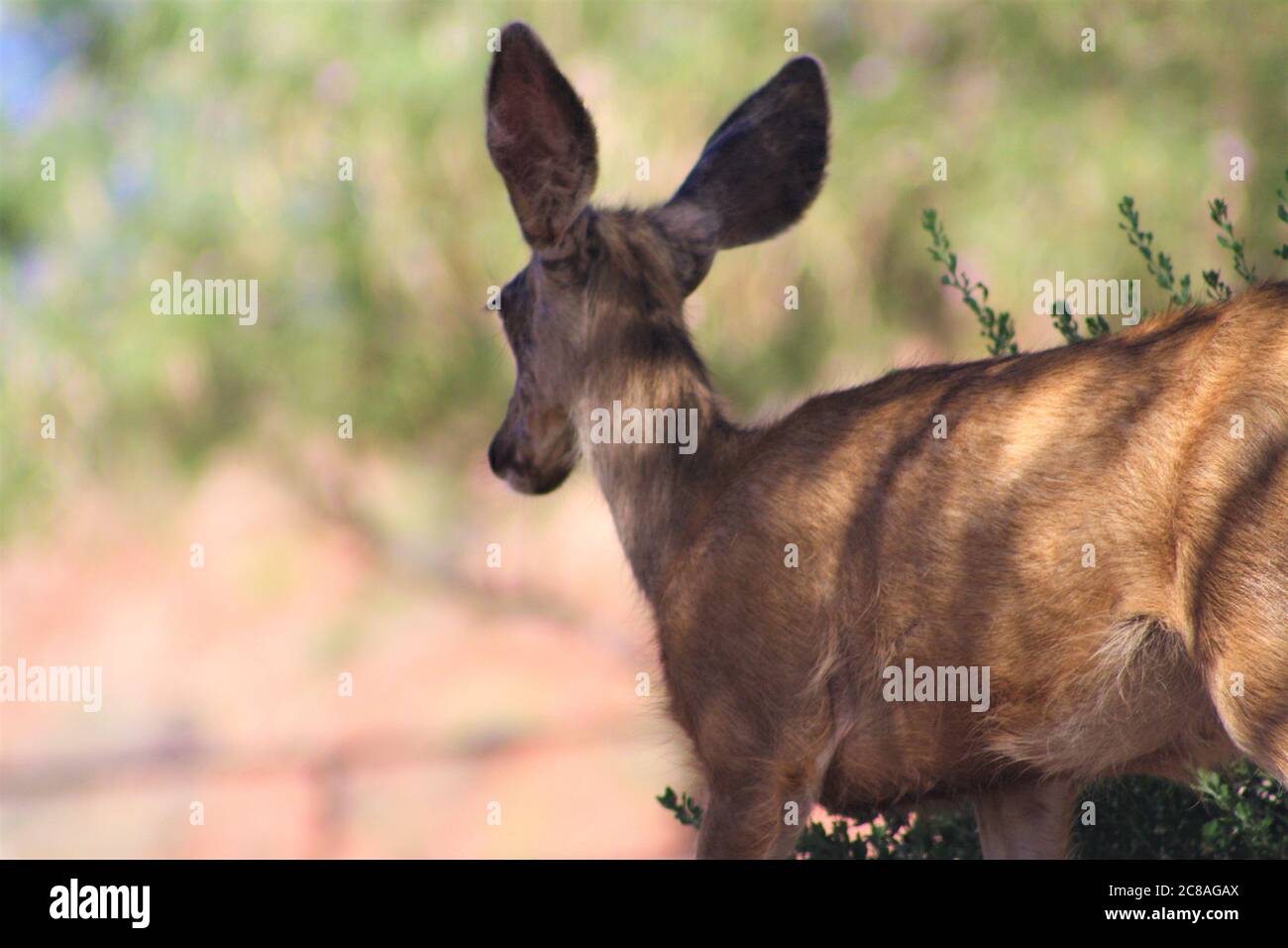 Bule Deer Doe arrière debout dans le parc national de Zion, Utah Banque D'Images