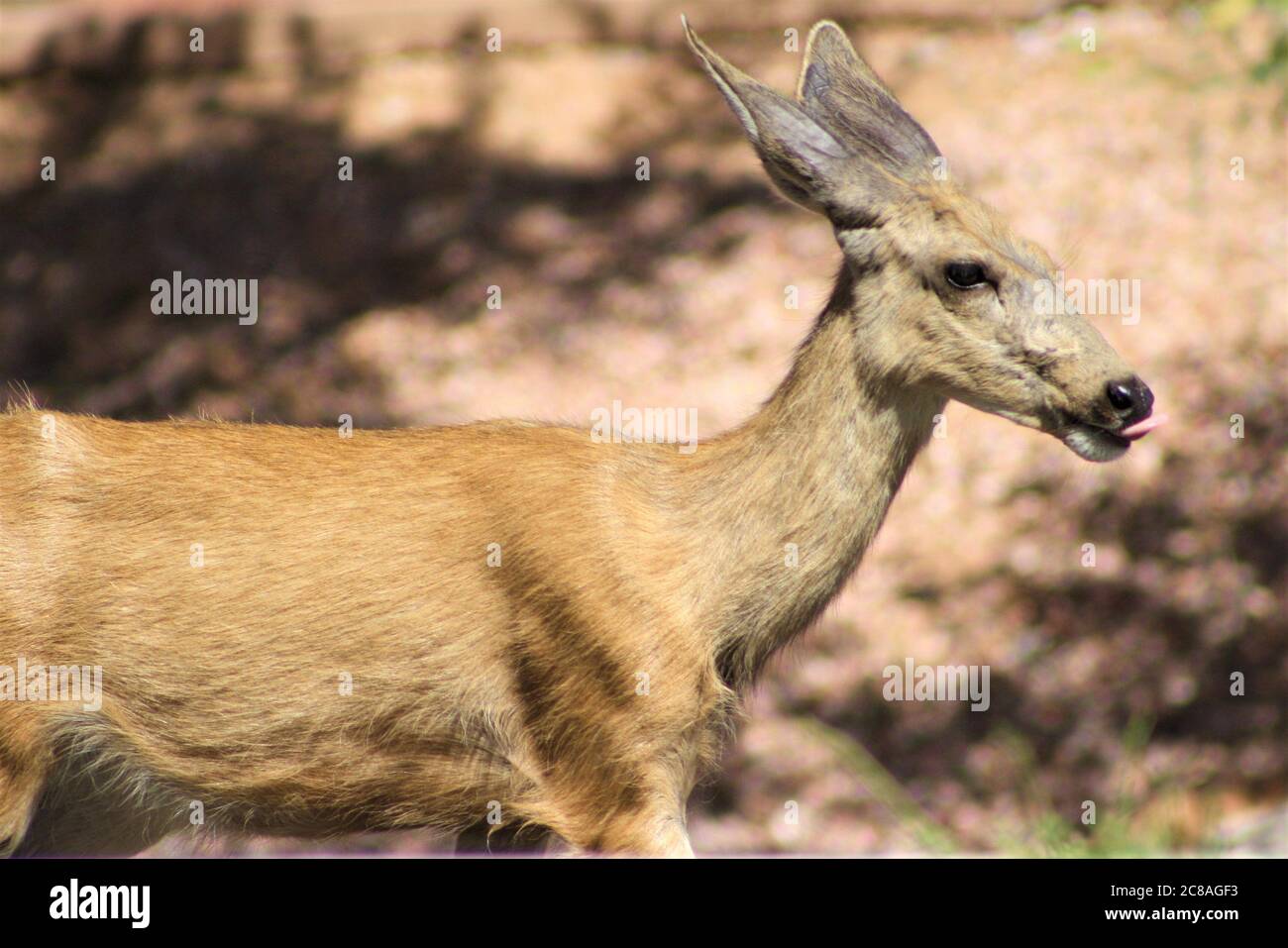 Gros plan sur Mule Deer Doe avec Tongue Out Zion National Park, Utah Banque D'Images