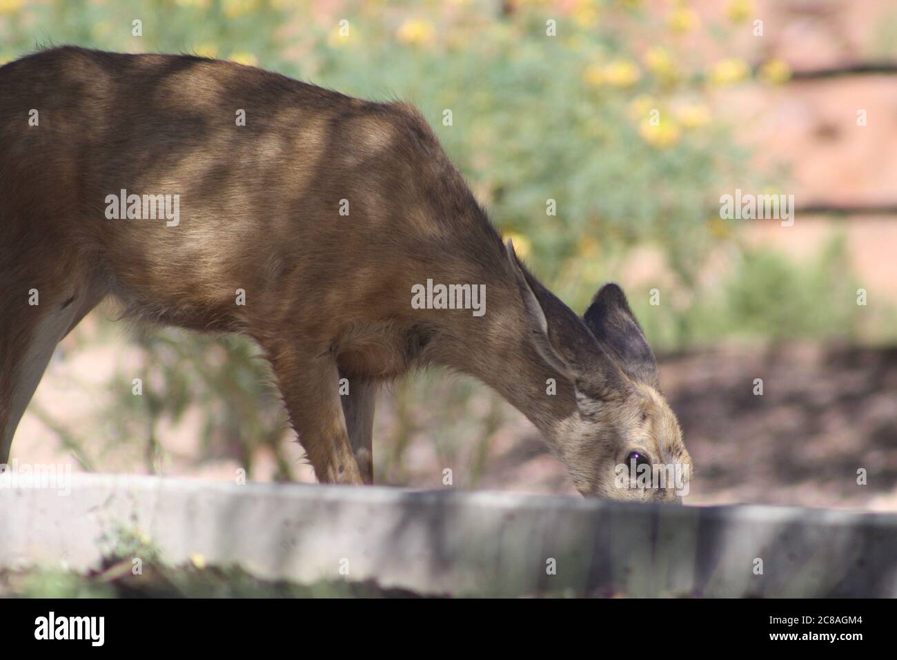 Mule Deer Doe se nourrissant près de la chaussée à Springdale, parc national de Zion, Utah Banque D'Images