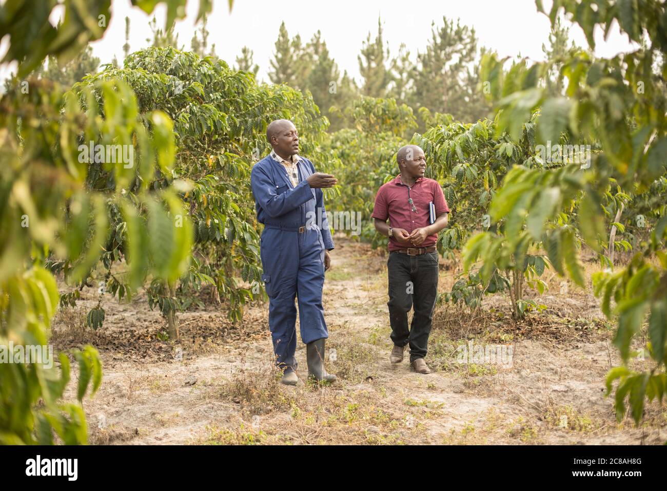 Un travailleur de vulgarisation agricole conseille un petit agriculteur sur les meilleures pratiques agricoles dans sa ferme de café du district de Rakai, en Ouganda, en Afrique. Banque D'Images