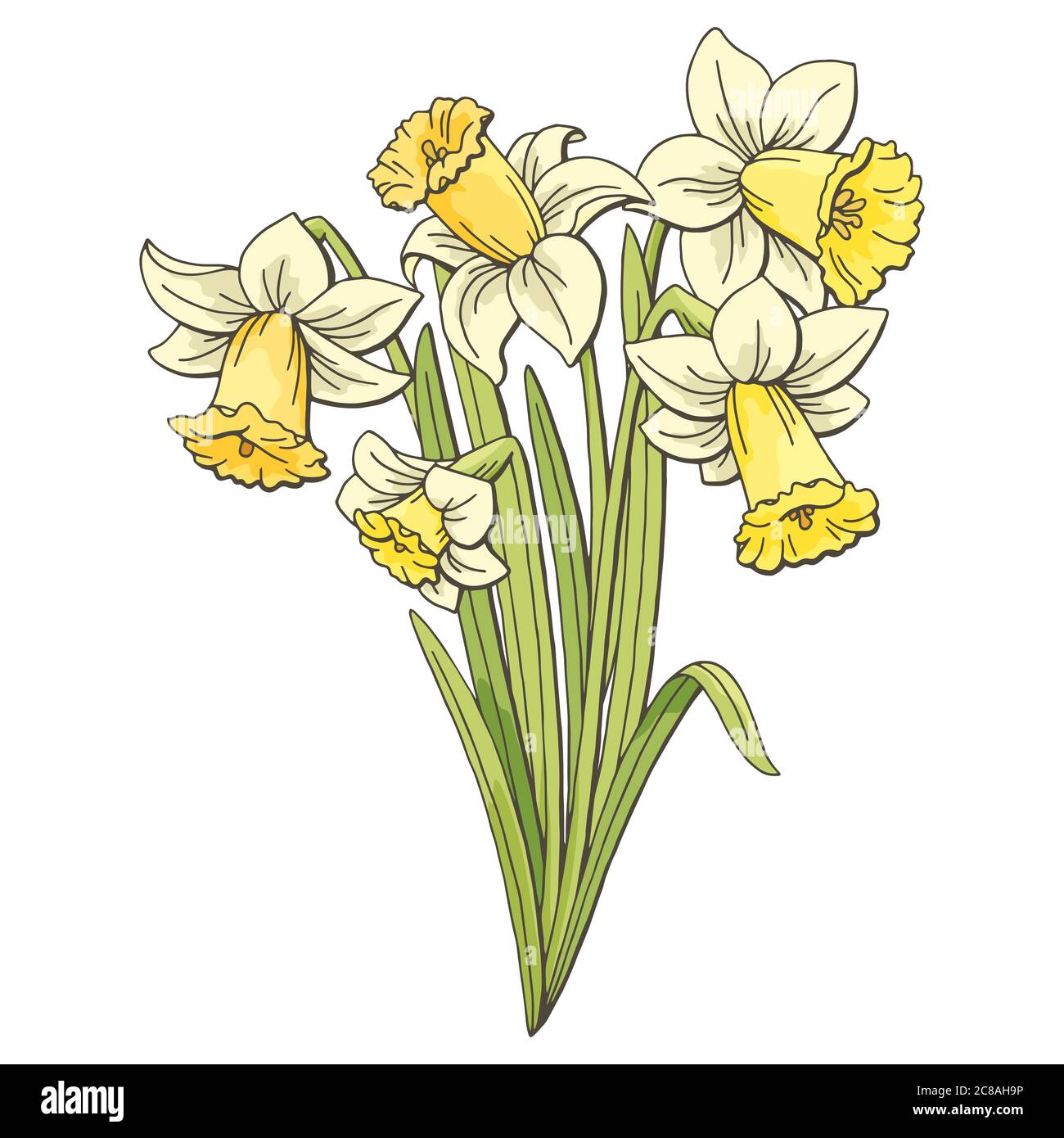 Narcisse fleur graphique couleur isolé bouquet esquisse illustration vecteur Illustration de Vecteur
