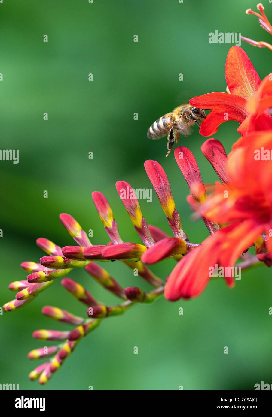 Une abeille collectant du pollen sur une fleur rouge vif de Crocosmia dans un jardin à Alsager Cheshire Angleterre Royaume-Uni Banque D'Images