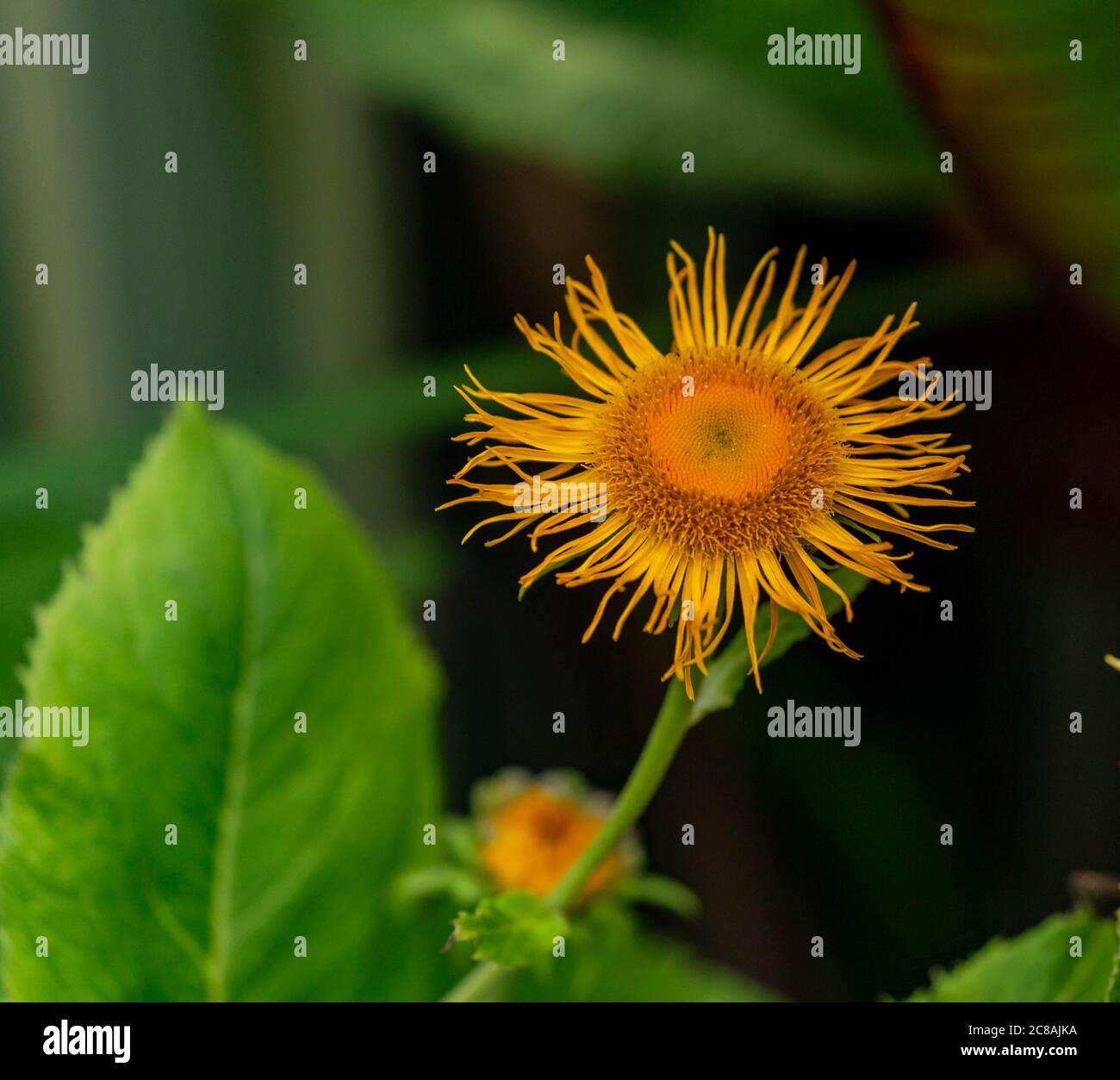 Fleur de forme étroite d'inula Magnifica. Banque D'Images