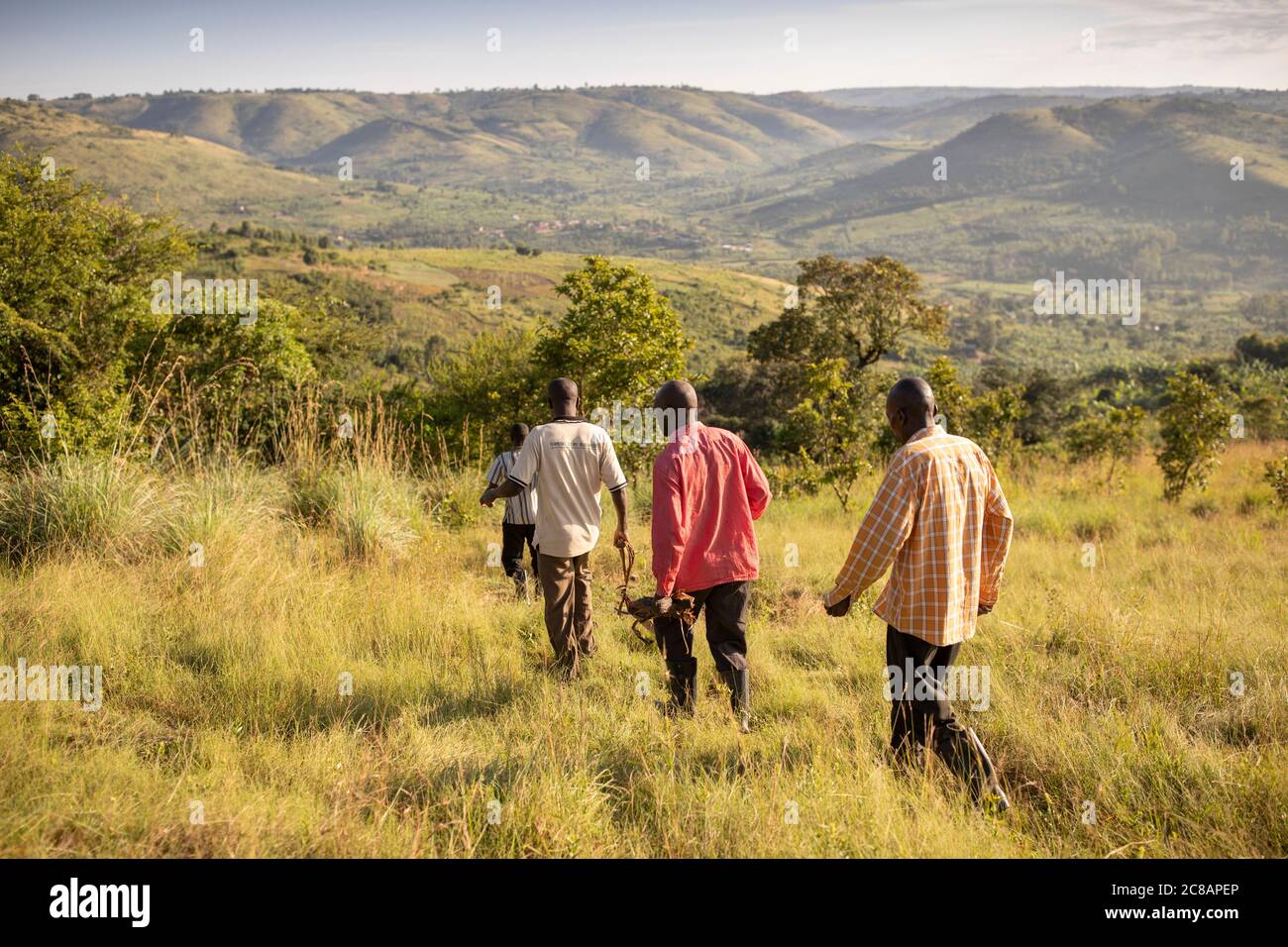 Les villageois marchent à travers les belles collines ondoyantes du district de Lyantonde, en Ouganda, en Afrique de l'est. Banque D'Images
