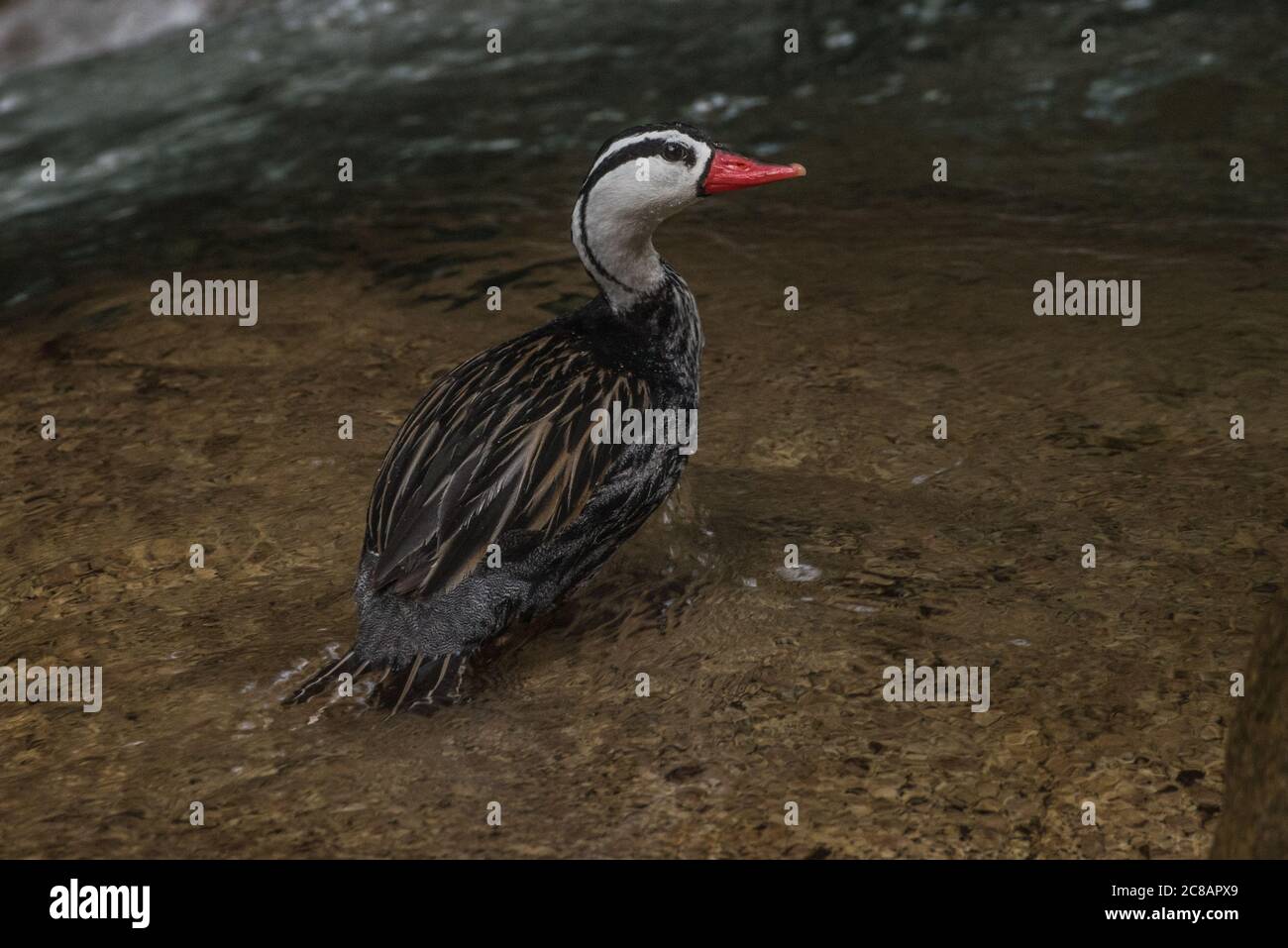Un canard torrent mâle (Merganetta armata) se trouve à côté de l'eau qui coule rapidement d'un ruisseau de montagne dans la région de Manu au Pérou. Banque D'Images