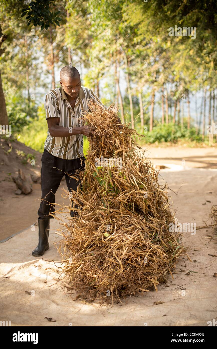 Les agriculteurs répandaient leur récolte de haricots fraîchement récoltés sur une feuille de bâche pour sécher au soleil avant de la moissonner et de la moudre en Ouganda, en Afrique. Banque D'Images