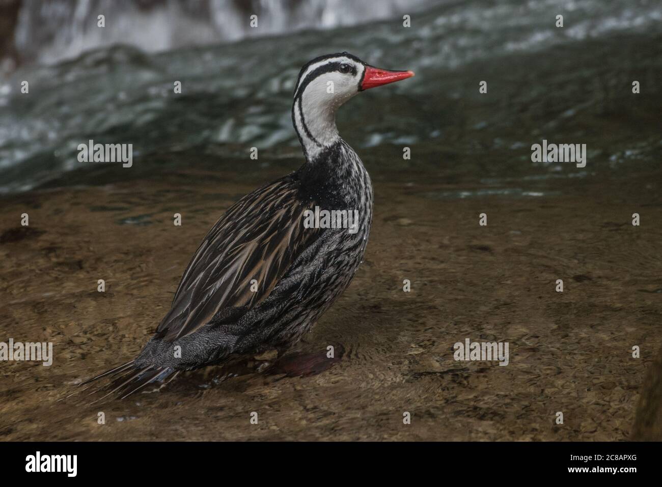 Un canard torrent mâle (Merganetta armata) se trouve à côté de l'eau qui coule rapidement d'un ruisseau de montagne dans la région de Manu au Pérou. Banque D'Images