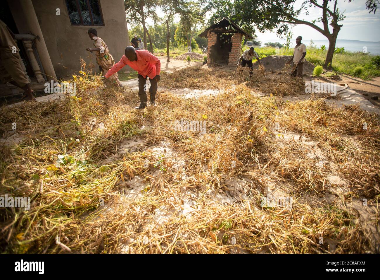 Les agriculteurs répandaient leur récolte de haricots fraîchement récoltés sur une feuille de bâche pour sécher au soleil avant de la moissonner et de la moudre en Ouganda, en Afrique. Banque D'Images
