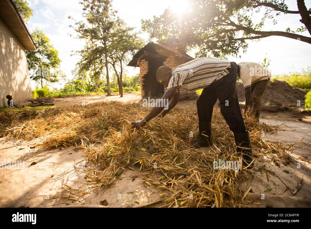 Les agriculteurs répandaient leur récolte de haricots fraîchement récoltés sur une feuille de bâche pour sécher au soleil avant de la moissonner et de la moudre en Ouganda, en Afrique. Banque D'Images