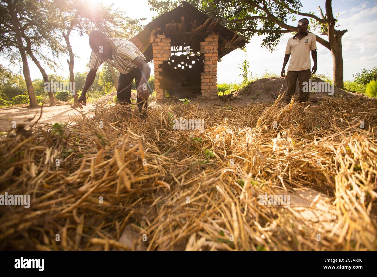 Les agriculteurs répandaient leur récolte de haricots fraîchement récoltés sur une feuille de bâche pour sécher au soleil avant de la moissonner et de la moudre en Ouganda, en Afrique. Banque D'Images