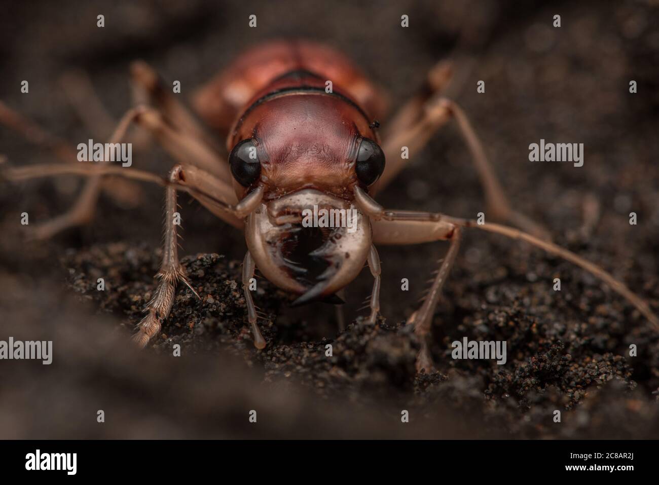 Phaeoxantha klugii, la xanthine Tiger Beetle de Klug, une espèce impressionnante de dendroctone du tigre trouvée dans le bassin amazonien de l'Amérique du Sud. Banque D'Images