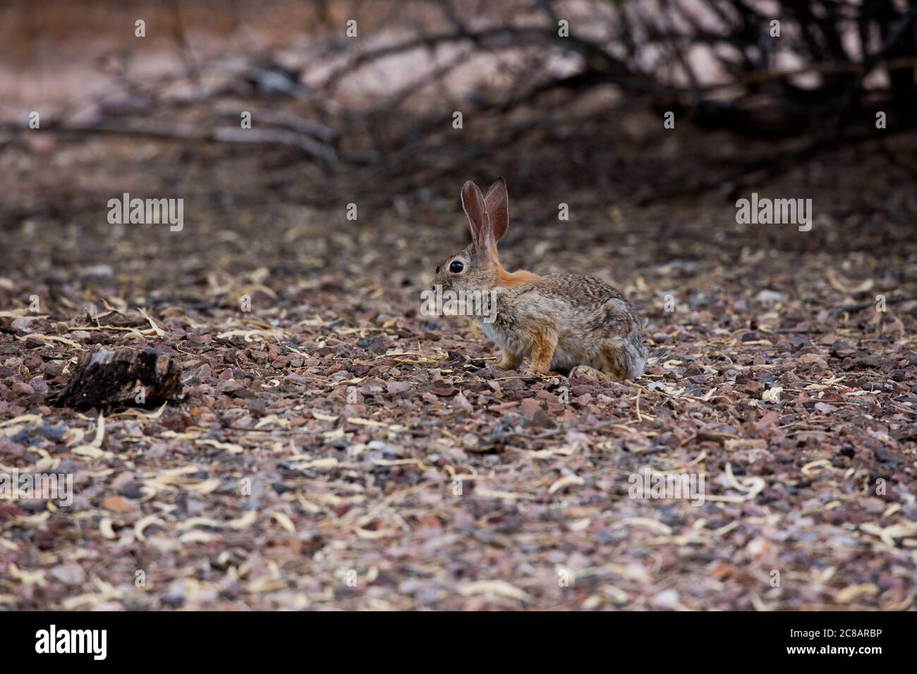 Le cotontail du désert, également connu sous le nom de cotontail d'Audubon, avec un insecte au-dessus de son nez, se trouve parmi les gousses de haricots déchus de l'arbre Mesquite dans le sud-ouest américain Banque D'Images