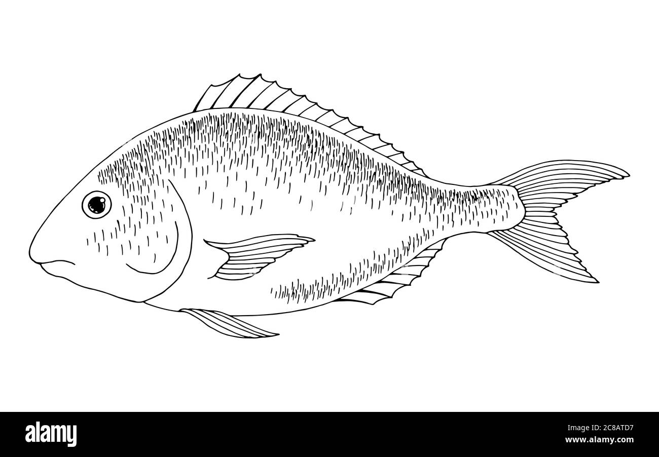 Dorado poisson graphique noir blanc isolé esquisse illustration vecteur Illustration de Vecteur