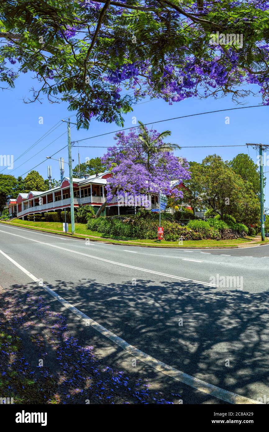 Mapleton Hotel et Jacaranda arbres en fleur. Banque D'Images