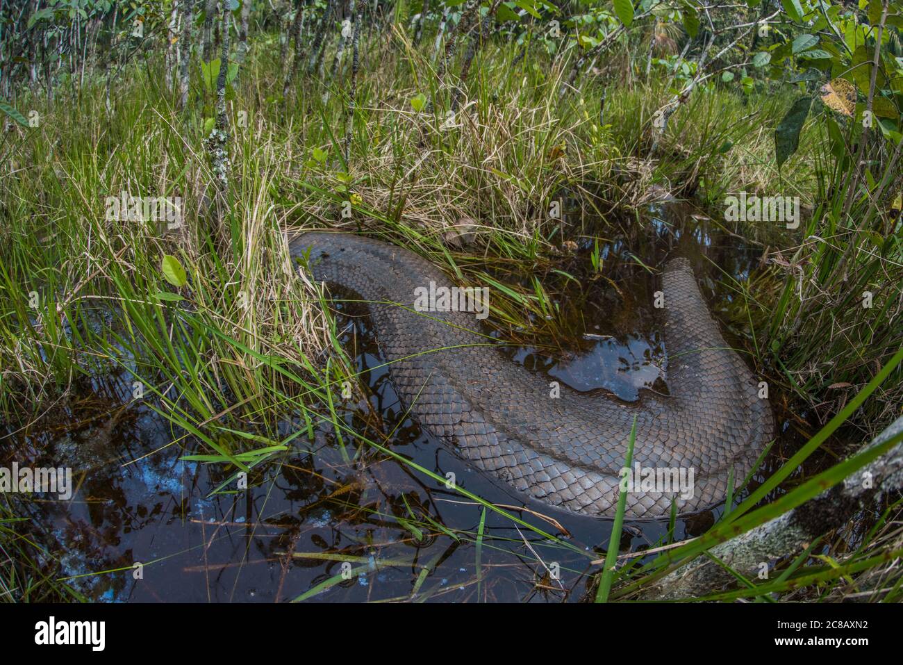 Une énorme anaconda verte femelle (Eunectes murinus) parmi la grande herbe dans une zone humide dans l'Amazonie péruvienne. Banque D'Images