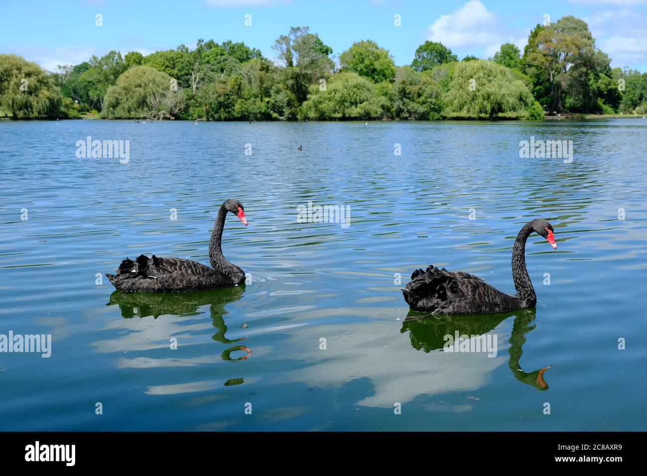 Nouvelle-Zélande Auckland - deux cygnes noirs (Cygnus atratus) dans le parc Western Springs Lakeside Banque D'Images