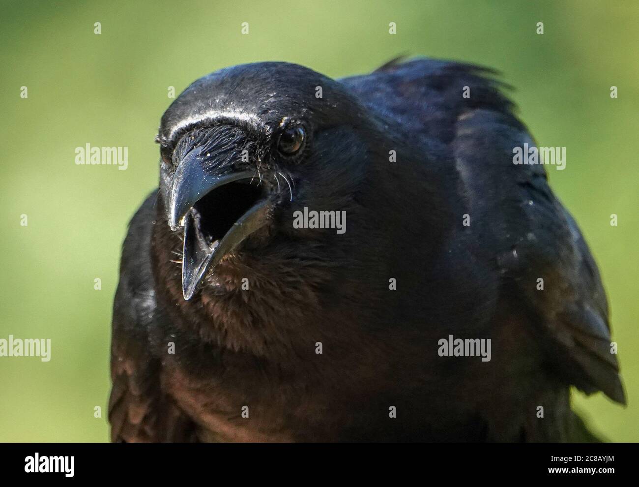 Vue rapprochée d'un grand Raven noir. Banque D'Images