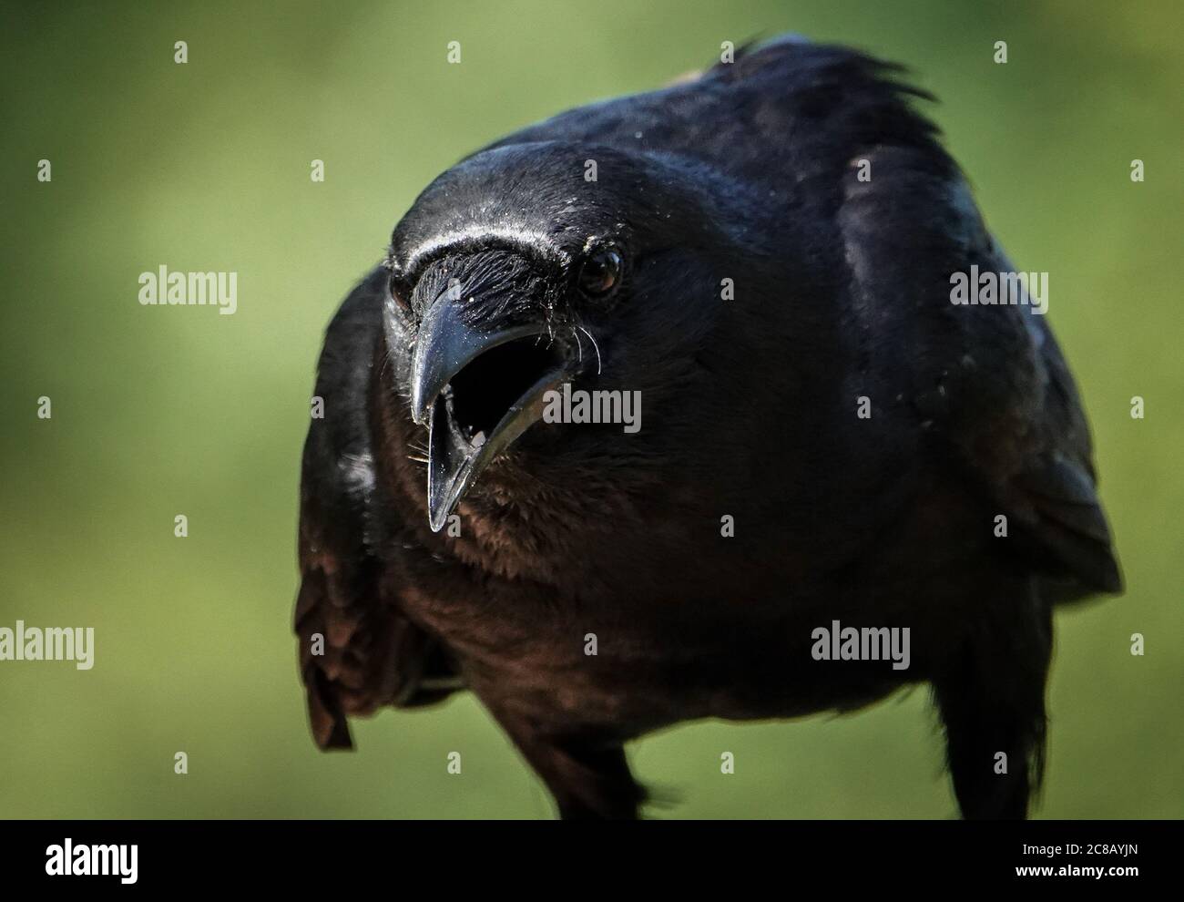 De grandes terres noires Raven sur la terrasse. Banque D'Images