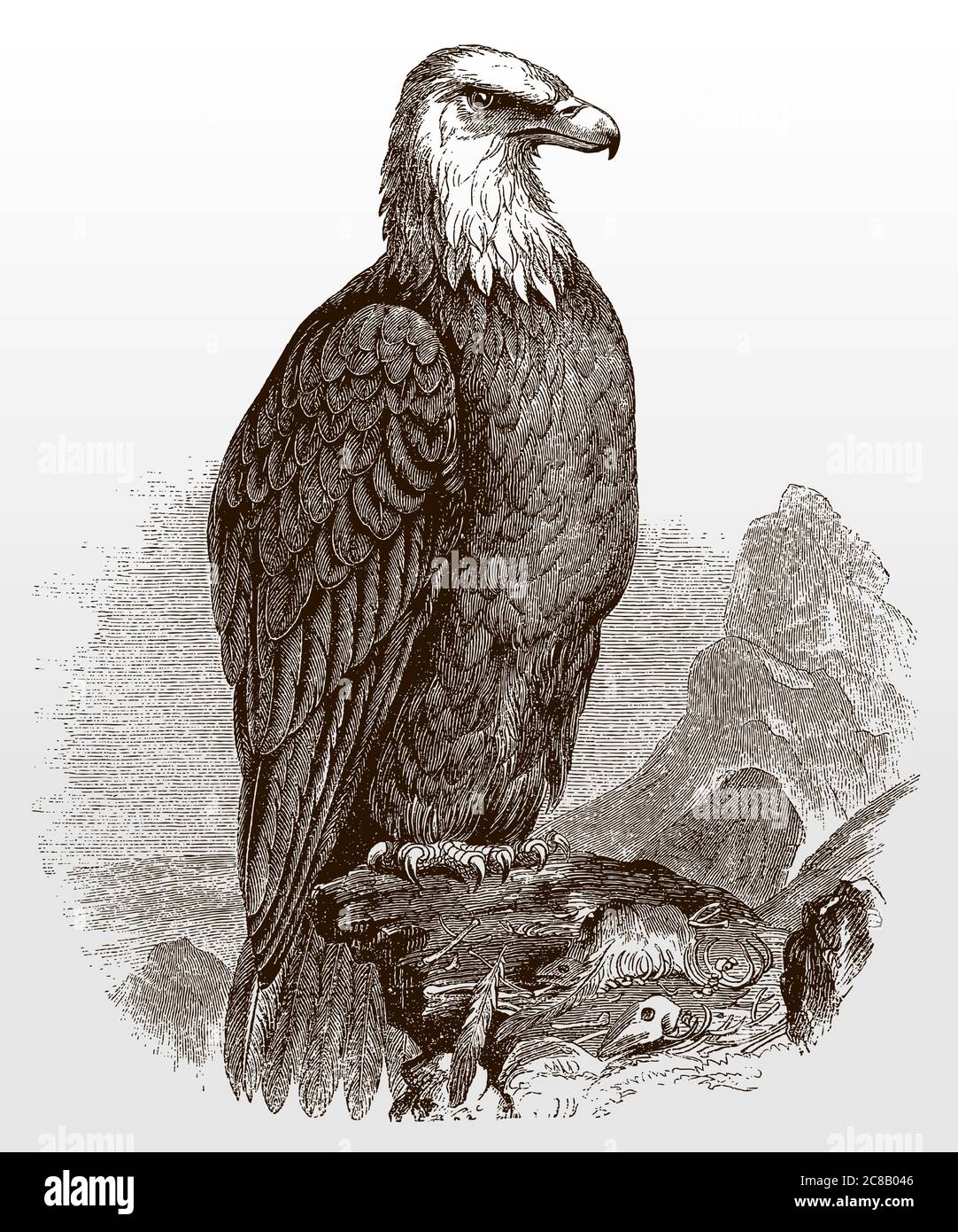 Aigle à tête blanche, haliaeetus leucocephalus, avec vue latérale, assis sur un rocher, après une illustration antique du XIXe siècle Illustration de Vecteur