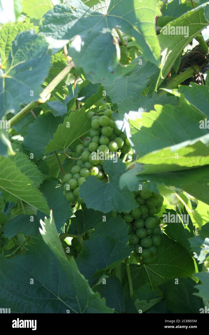 Mi-juillet au vignoble Chandler Hill, dans la région viticole du Missouri. Banque D'Images