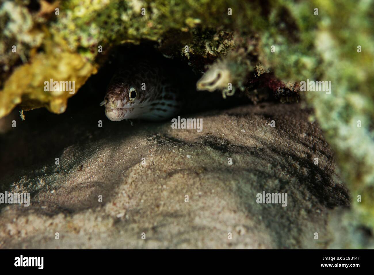 Une anguille moray à pois qui pend sur le récif de Bonaire, aux Pays-Bas. Banque D'Images