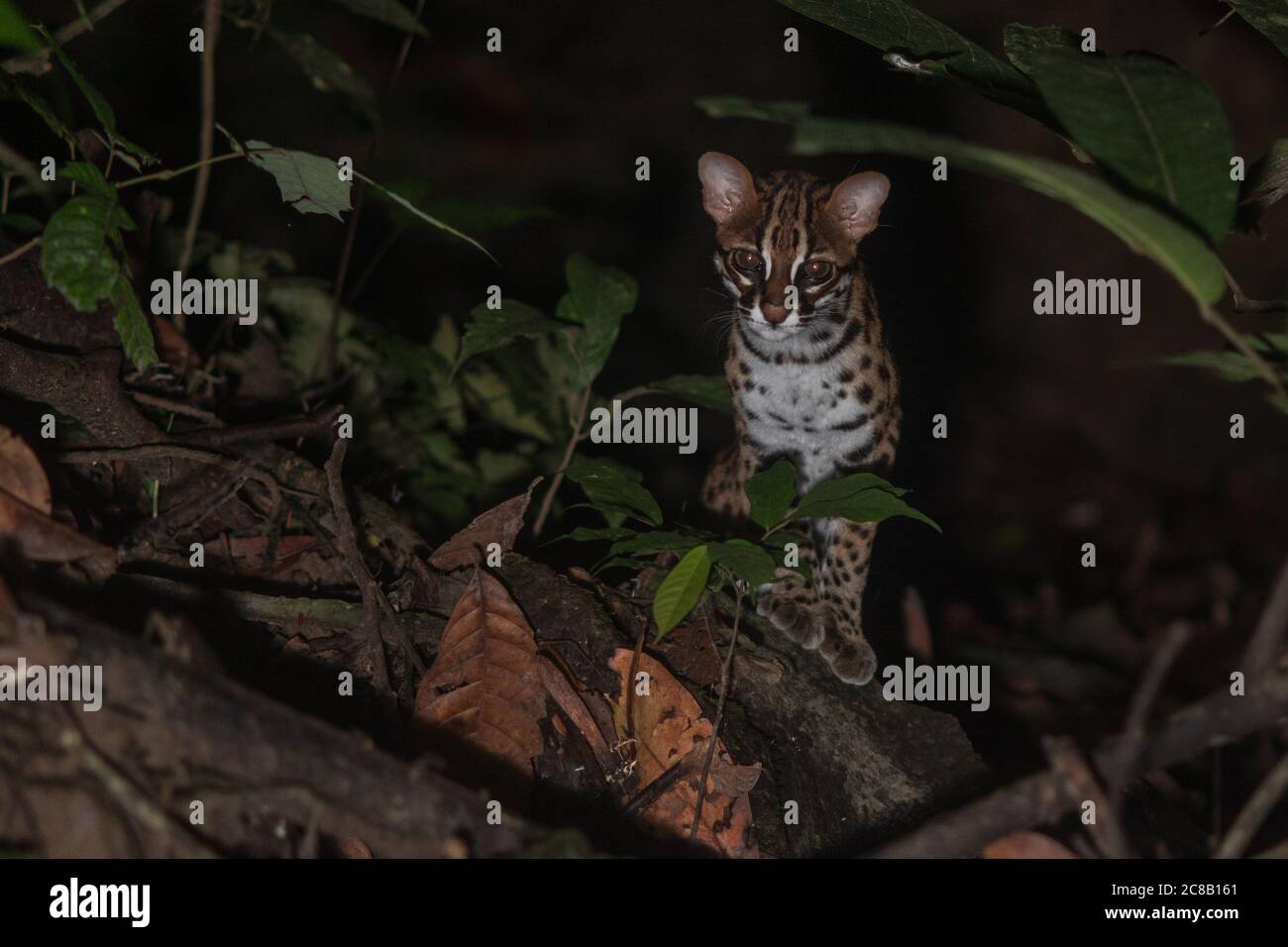 Chat léopard de Sunda (Prionailurus javanensis) la nuit dans la jungle, vu sur l'île de Bornéo. Banque D'Images