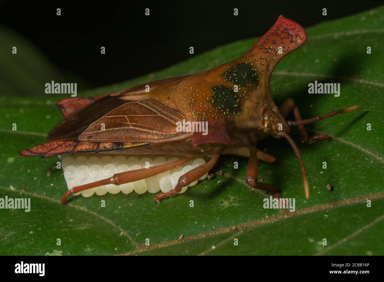 Un insecte protège ses œufs sur une feuille dans le Bornéo malaisien. Banque D'Images