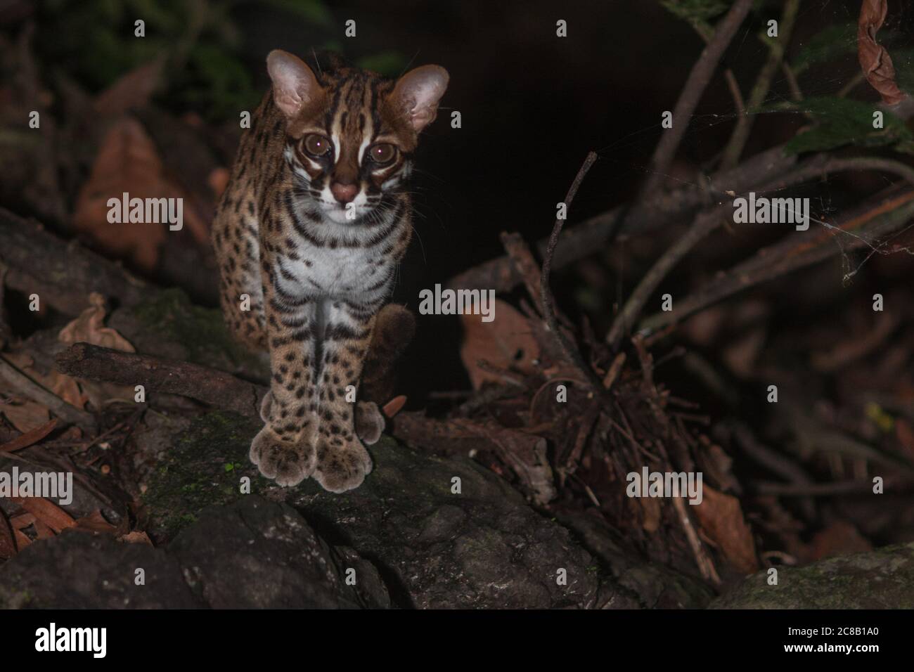 Chat léopard de Sunda (Prionailurus javanensis) la nuit dans la jungle, vu sur l'île de Bornéo. Banque D'Images